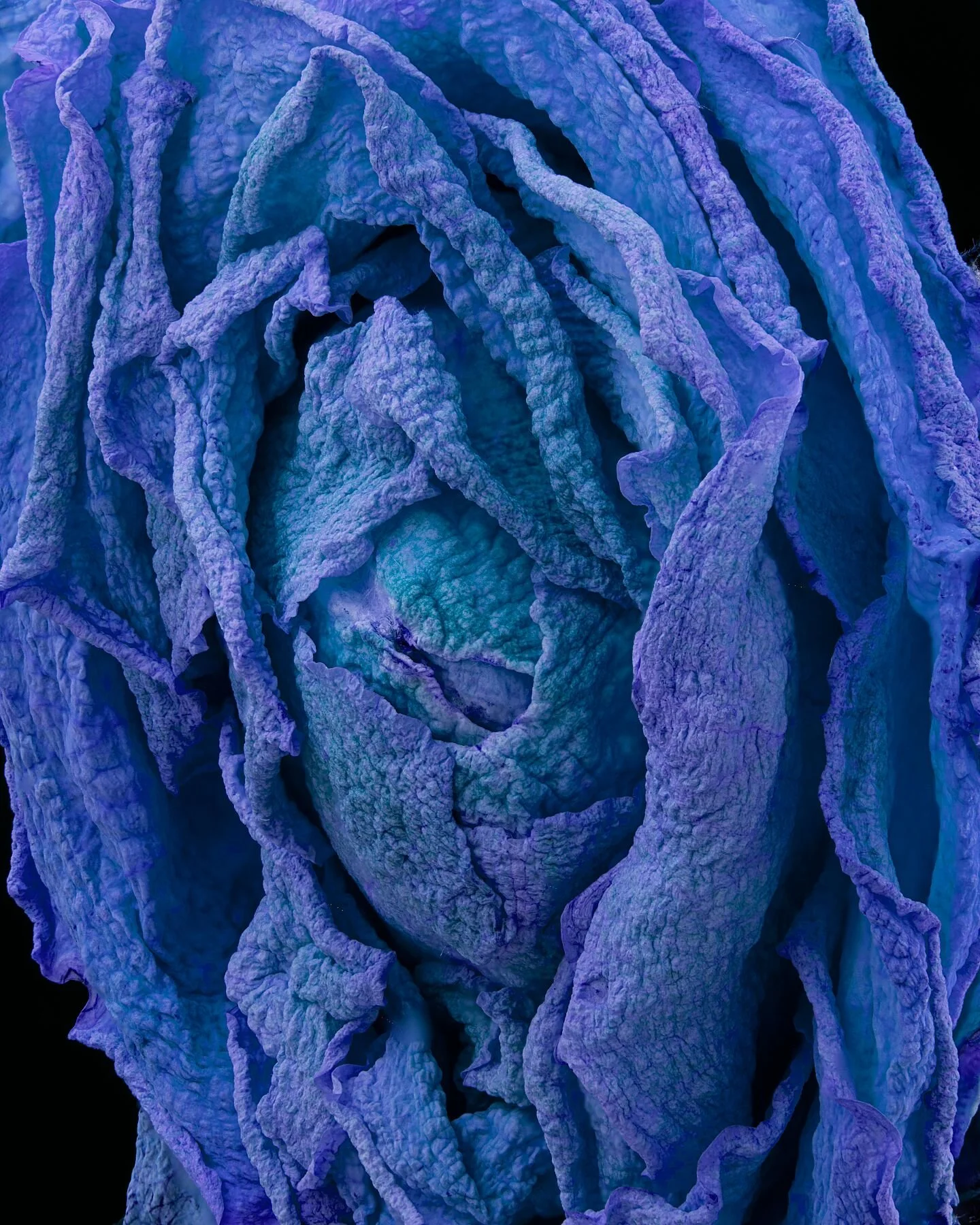 Blue Rose