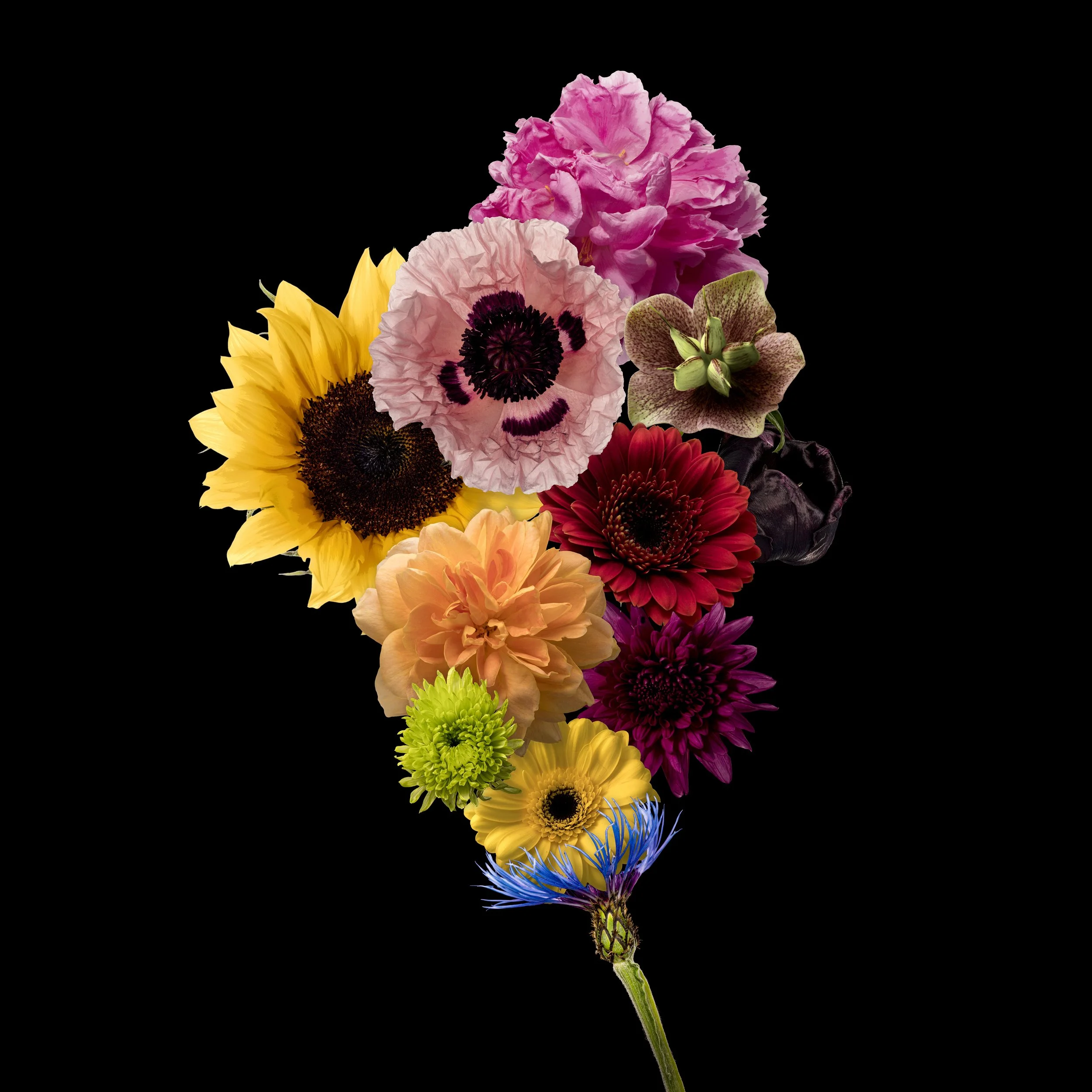 Baroque Bouquet on Black