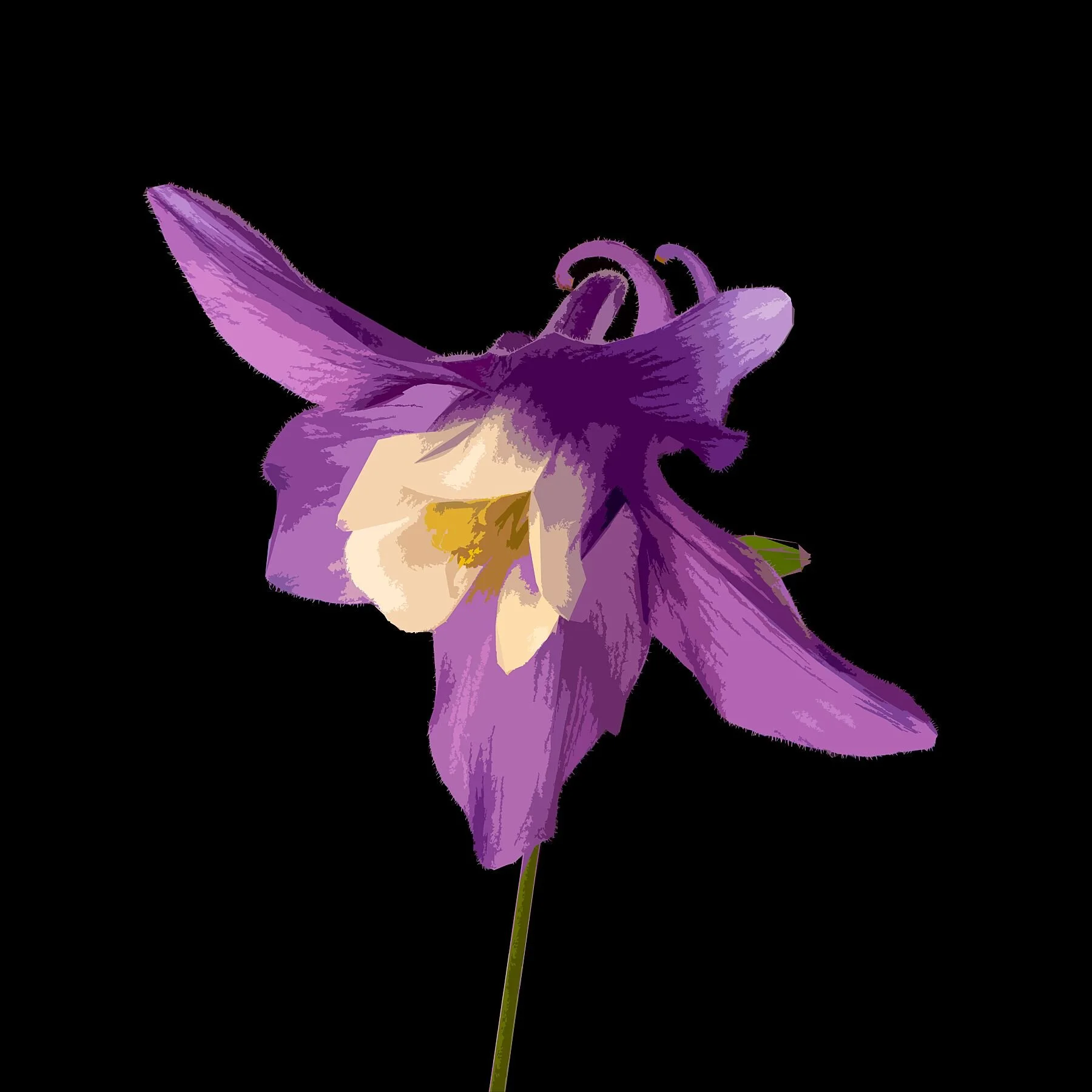 Columbine on black