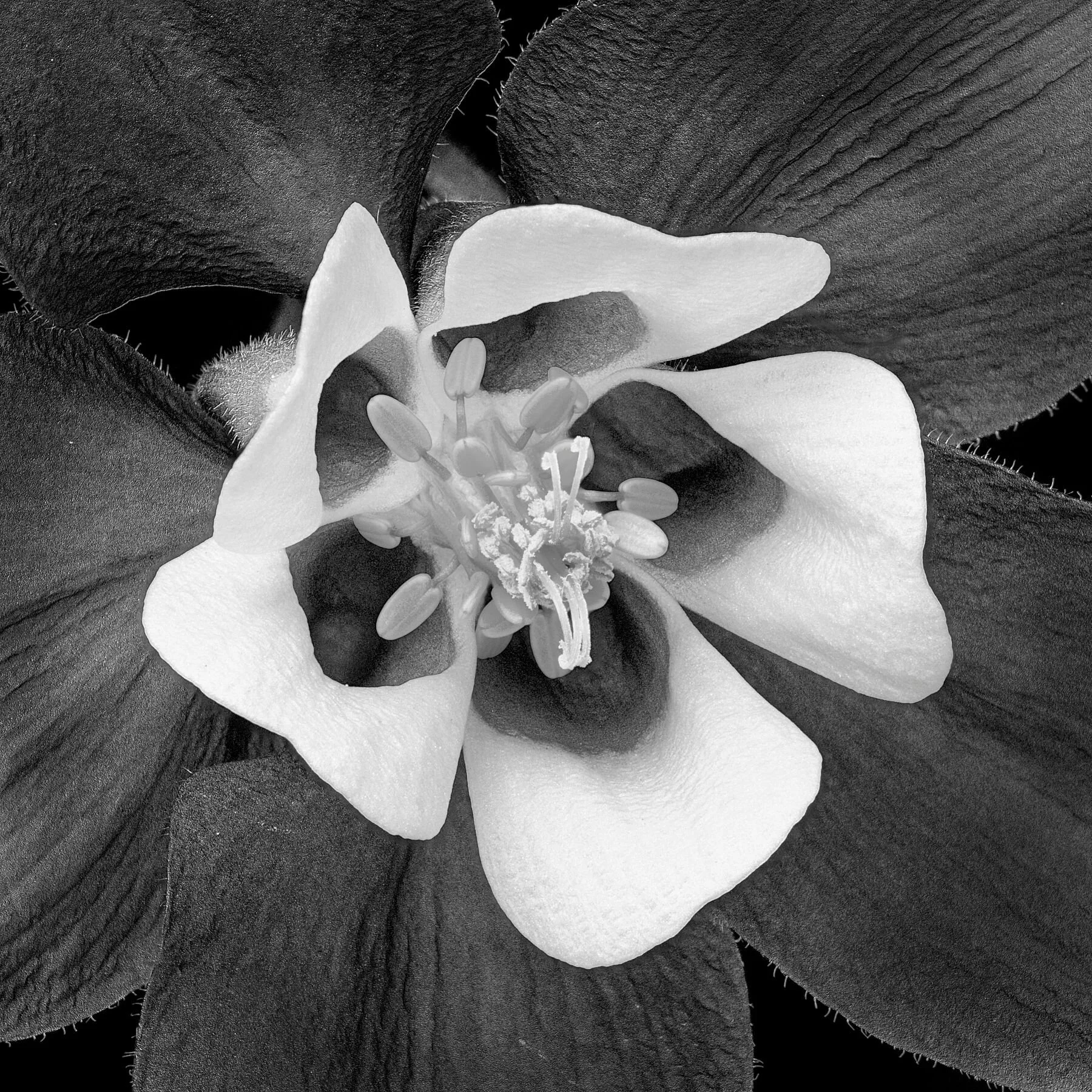 Monochrome Columbine