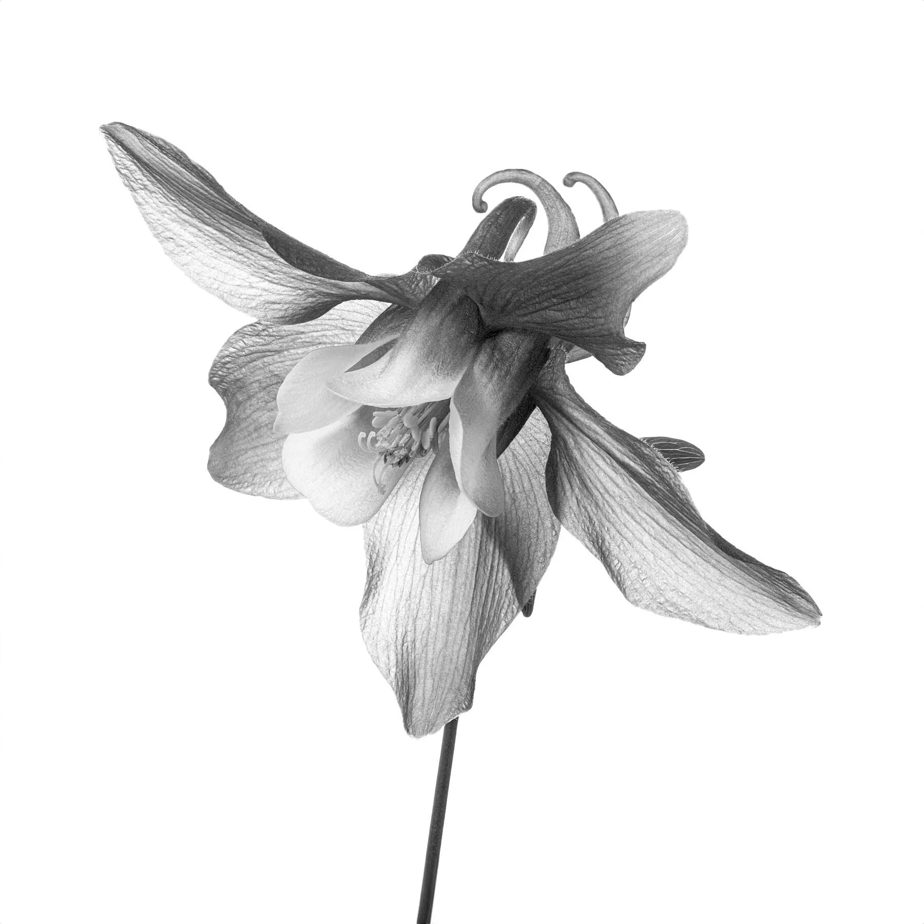 Ruth Monochrome