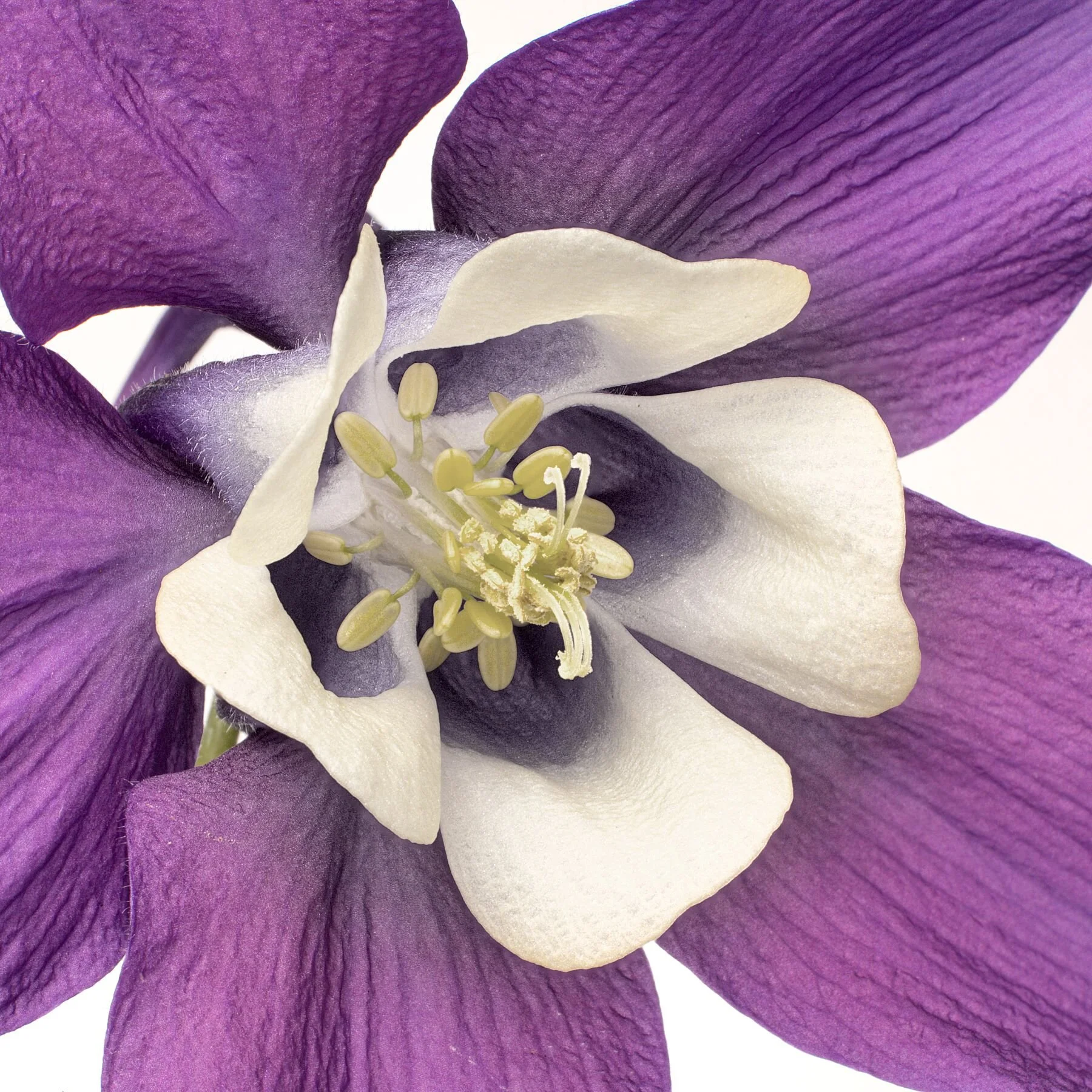 Columbine Detail in Muted Tones on White