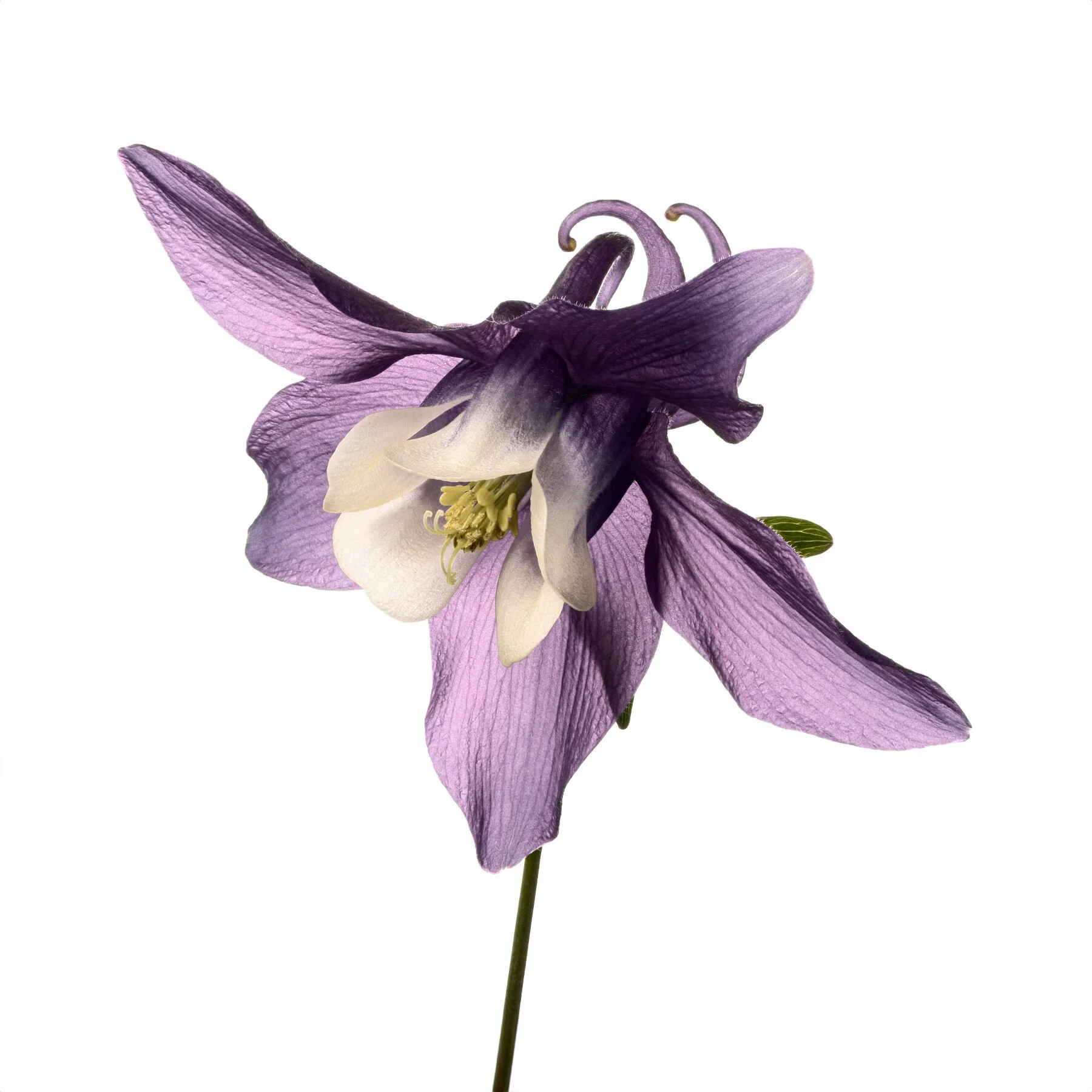 Columbine In Muted Tones