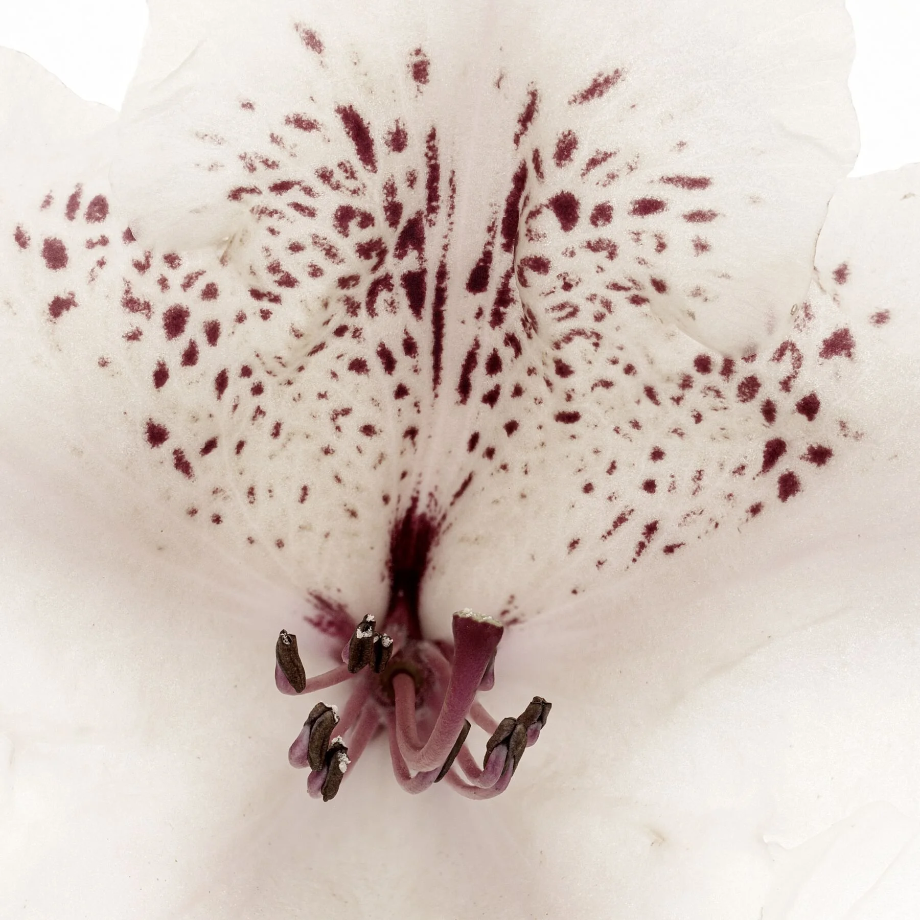 Cream Rhododendron in muted tones