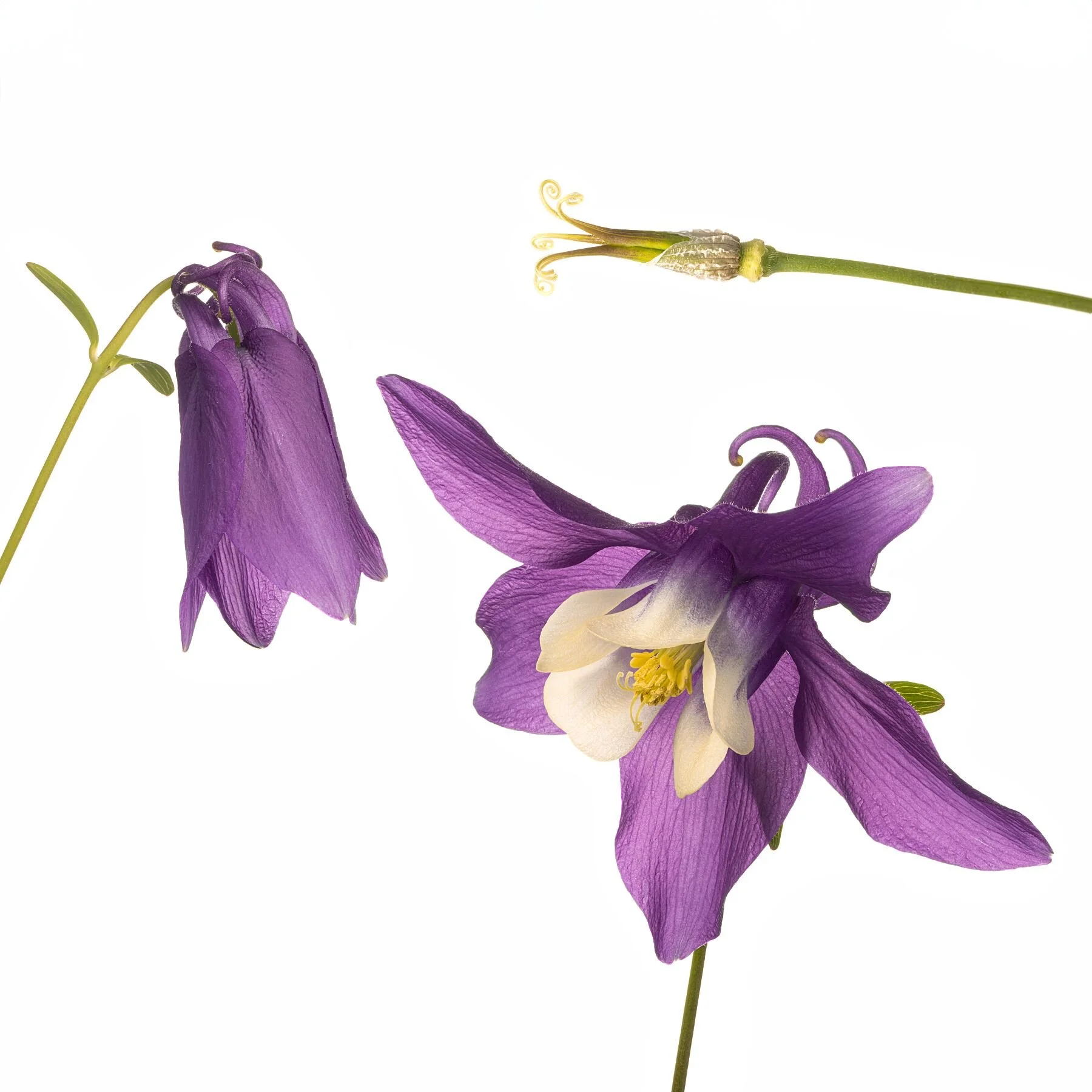 Cycle of Life of the Columbine
