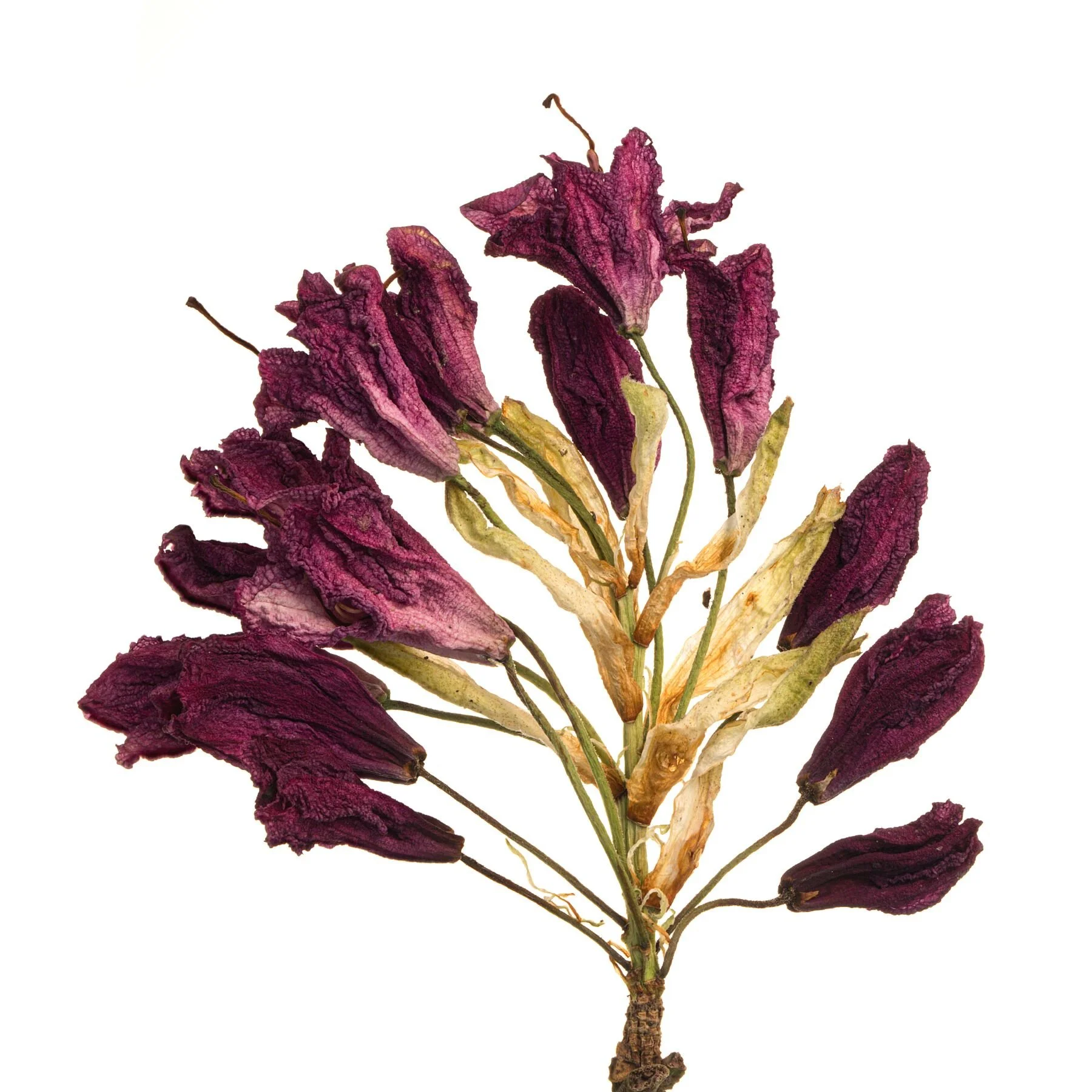Dried Rhododendron 2
