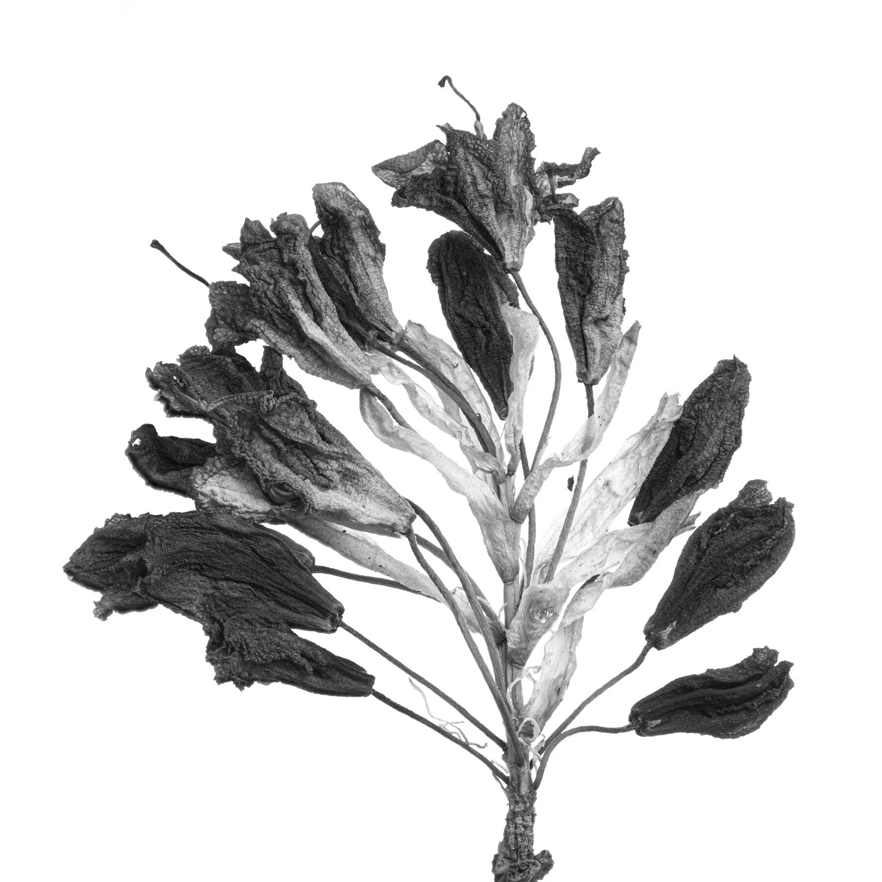 Dried Rhododendron in monochrome