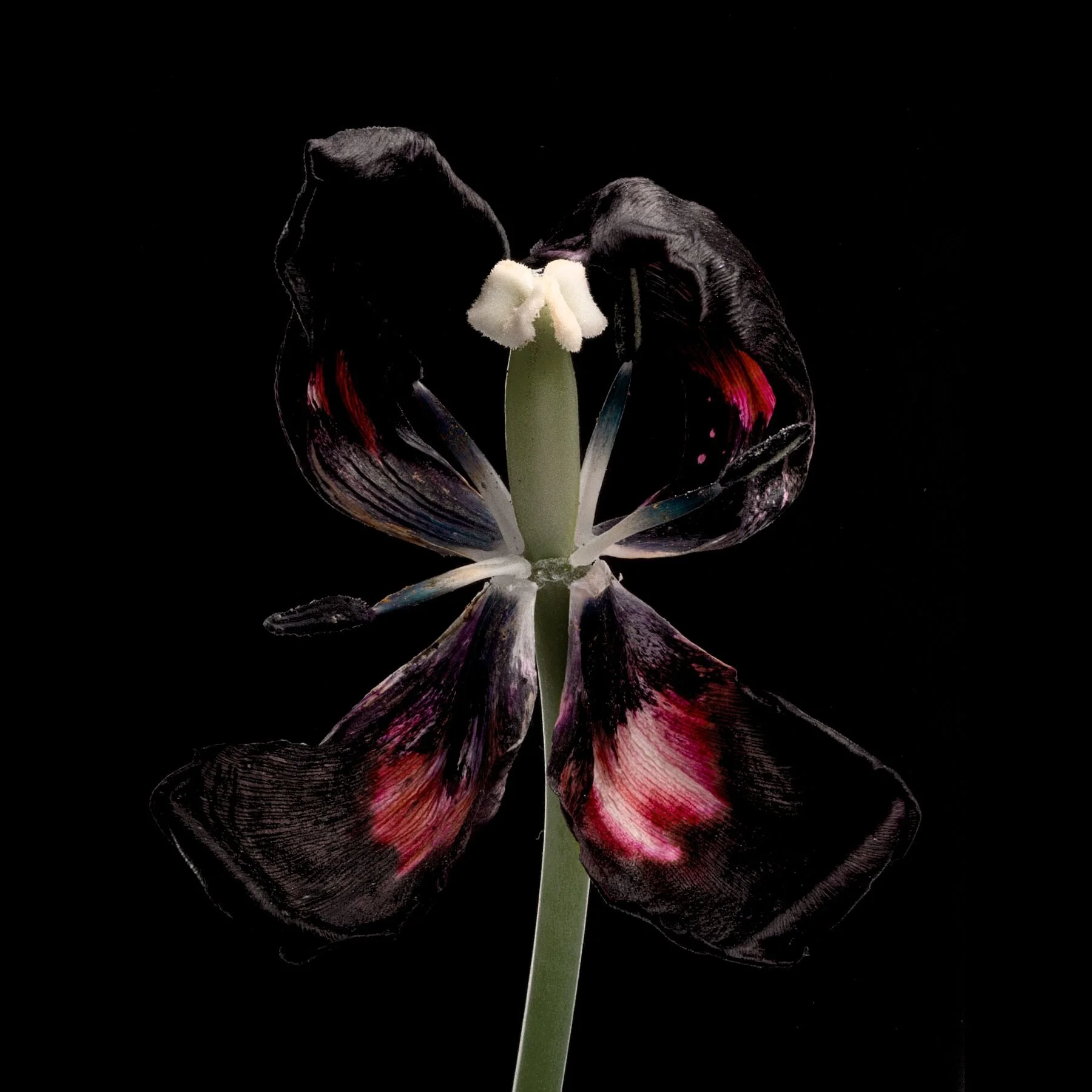 Dried Taffeta Tulip 1
