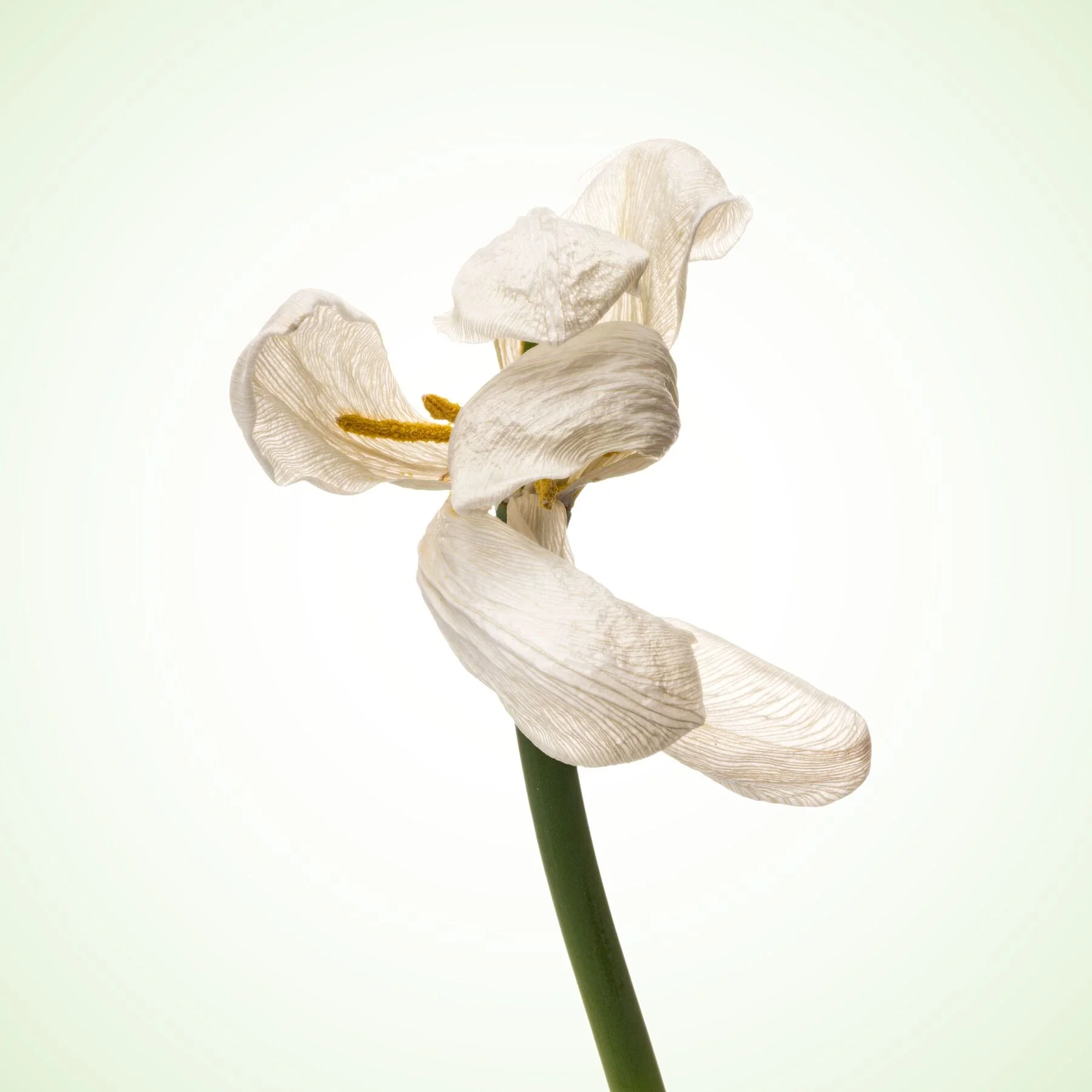 Dancing White Tulip 3