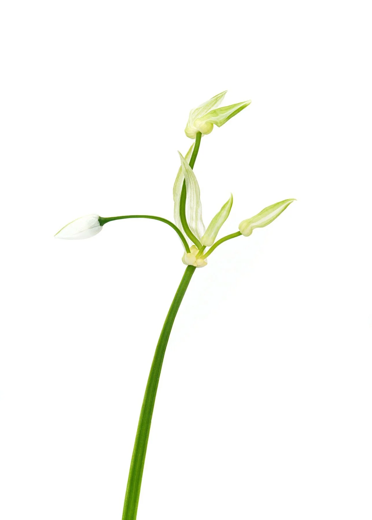 White Flower