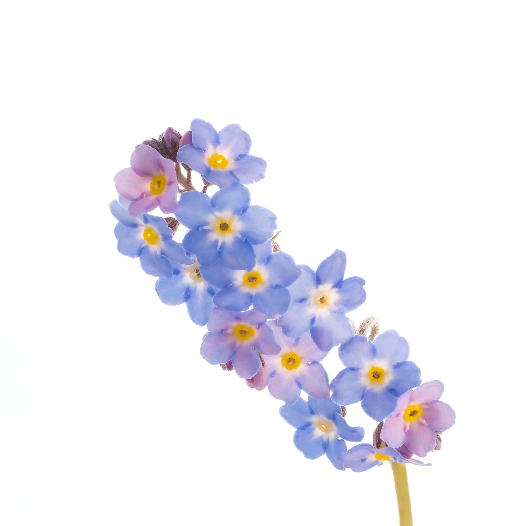 Forget-me-not