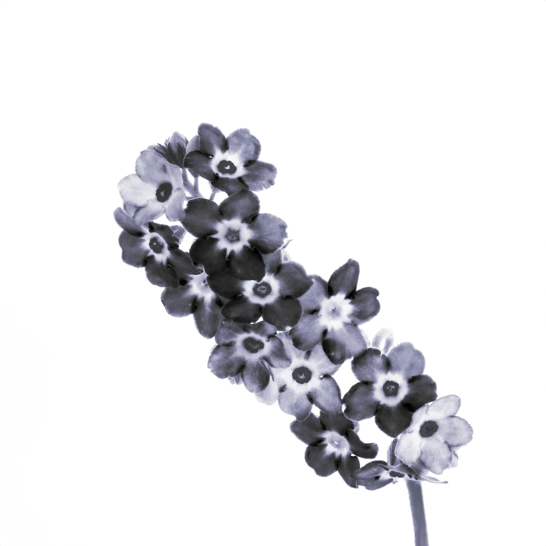 Forget-me-not mono  blue