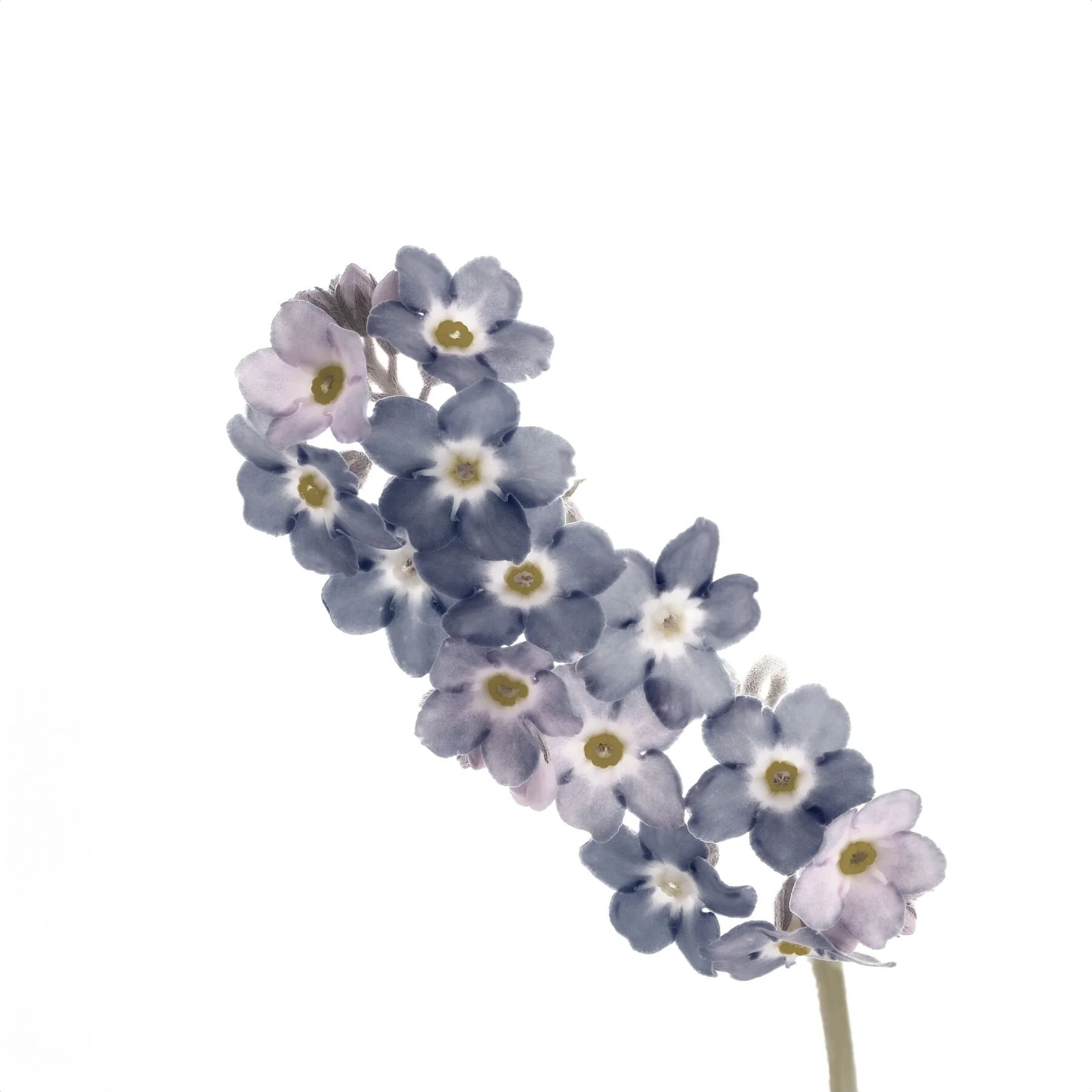 Forget-me-not pastel