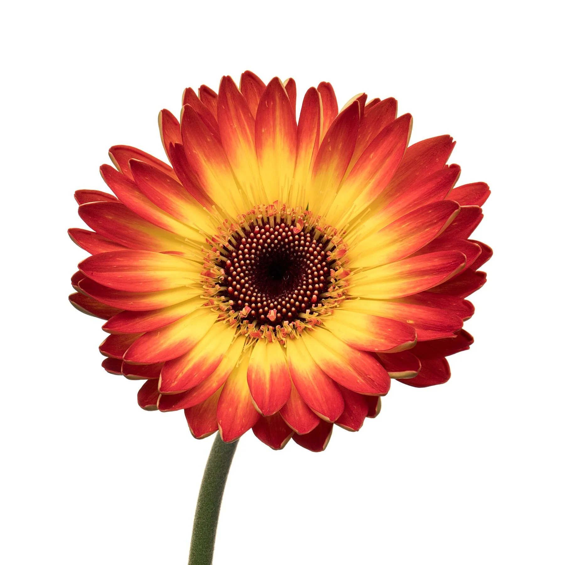 Gerbera