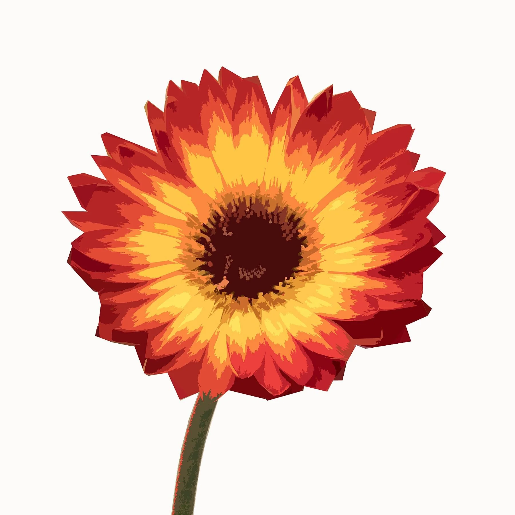 Gerbera Graphic