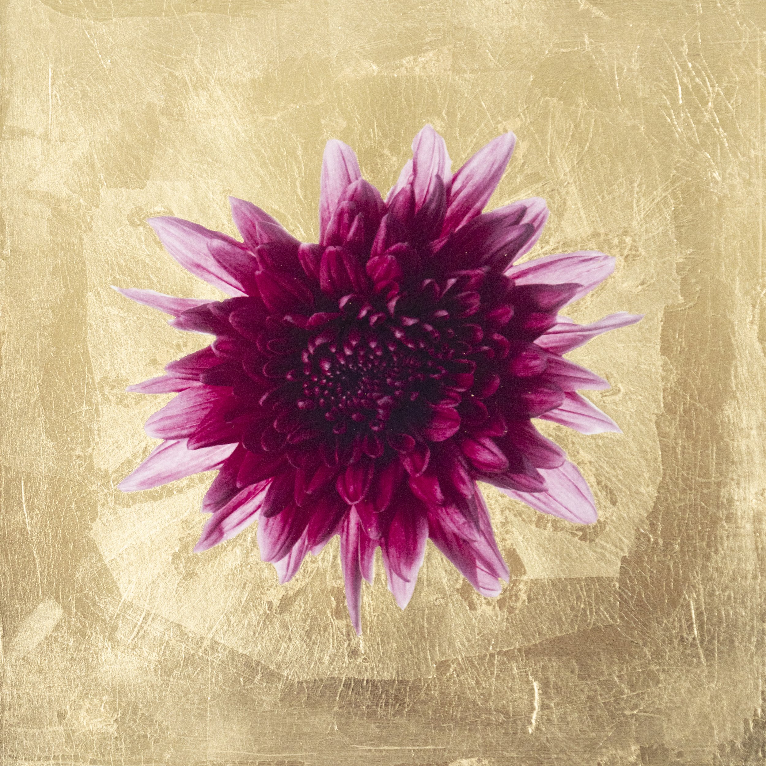 Golden Purple Chrysanthemum