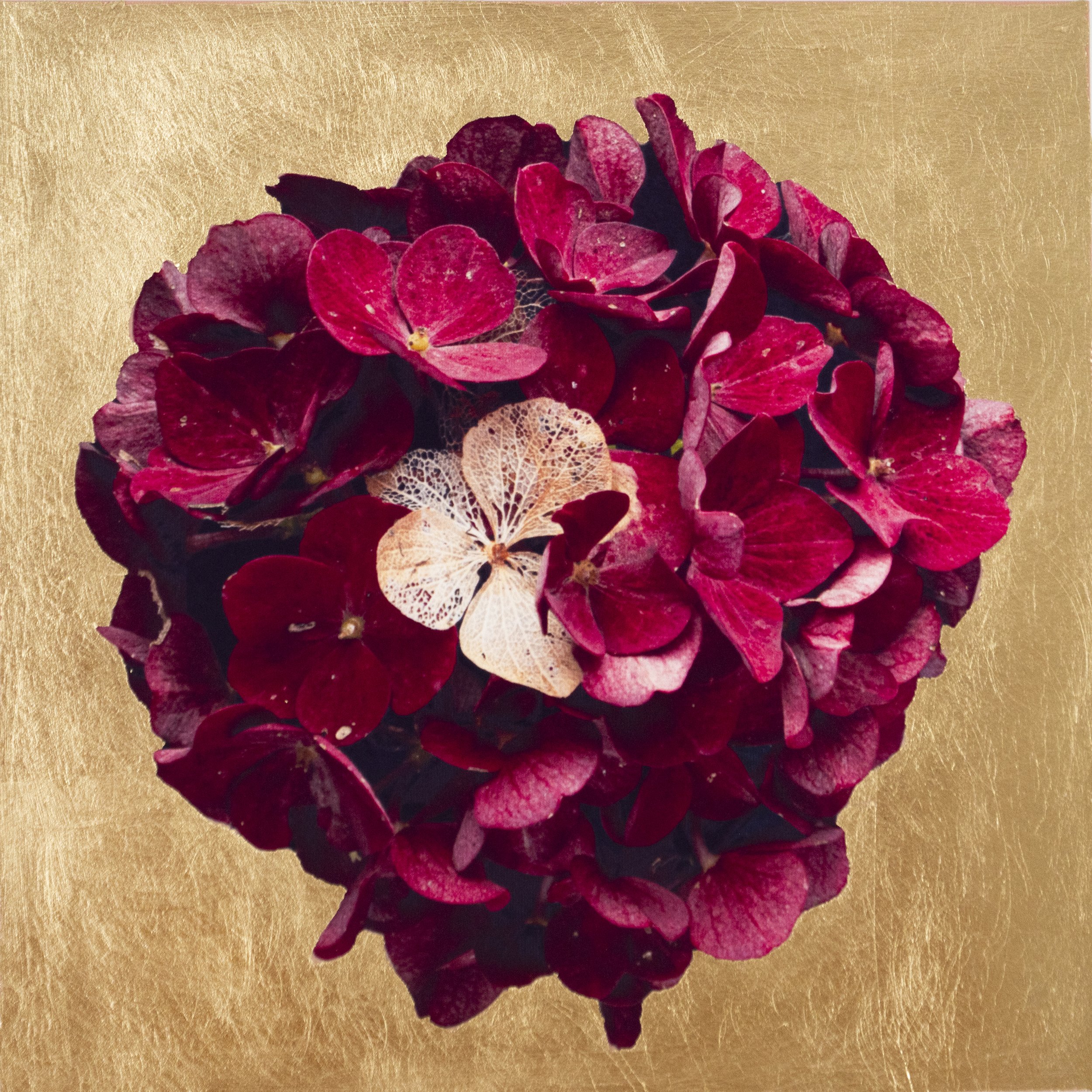 Golden Hydrangea