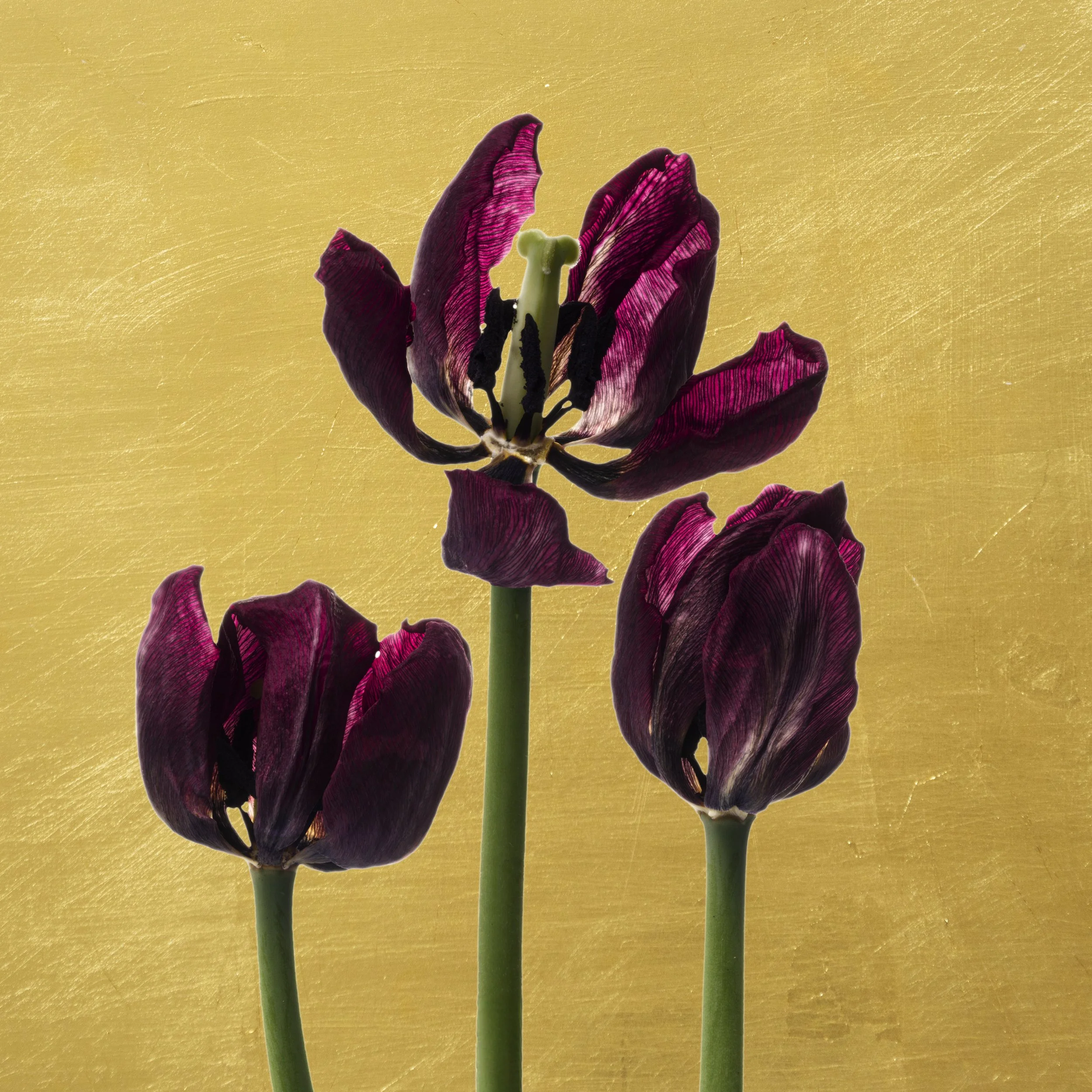 Three Golden Tulips