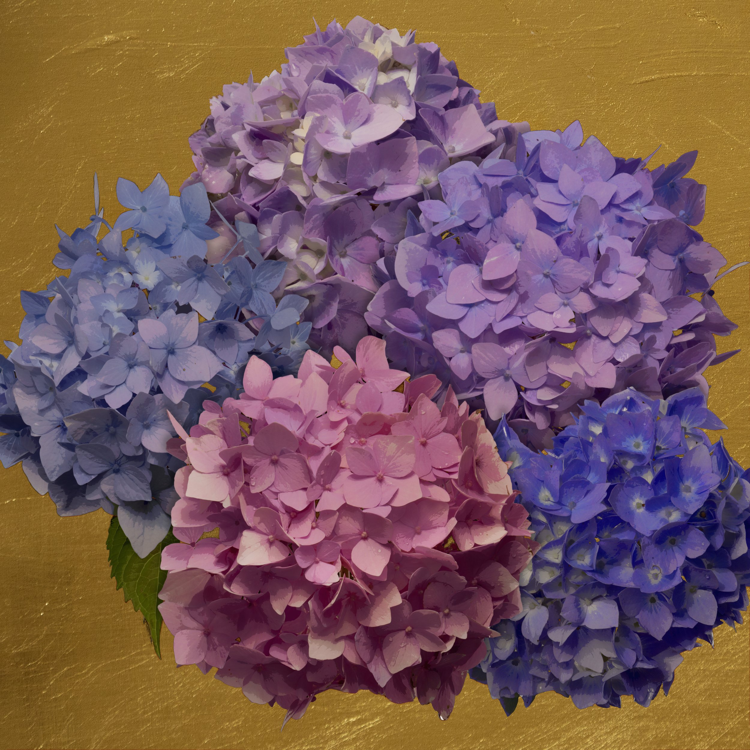 Golden Hydrangea Group