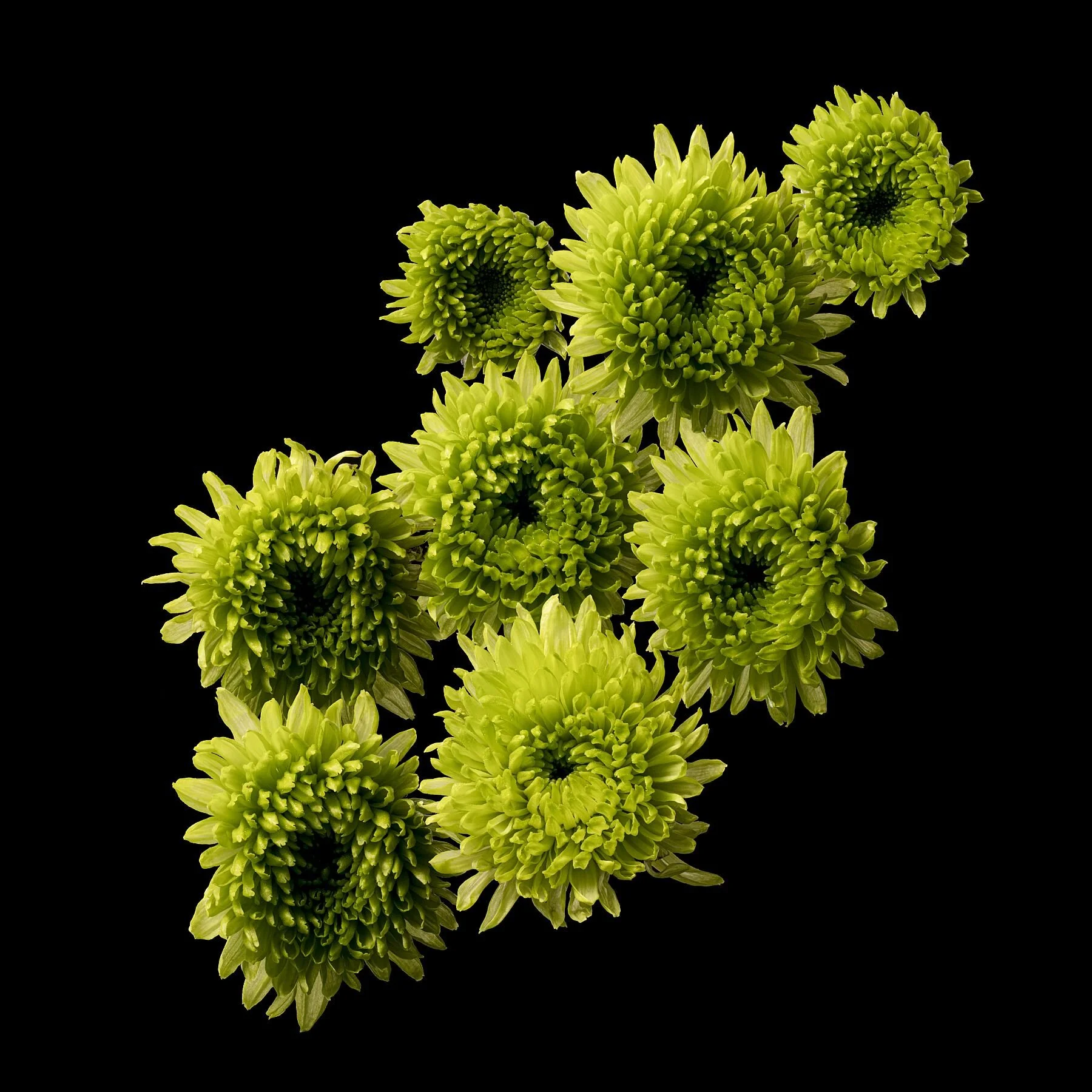 Green Chrysanthemums