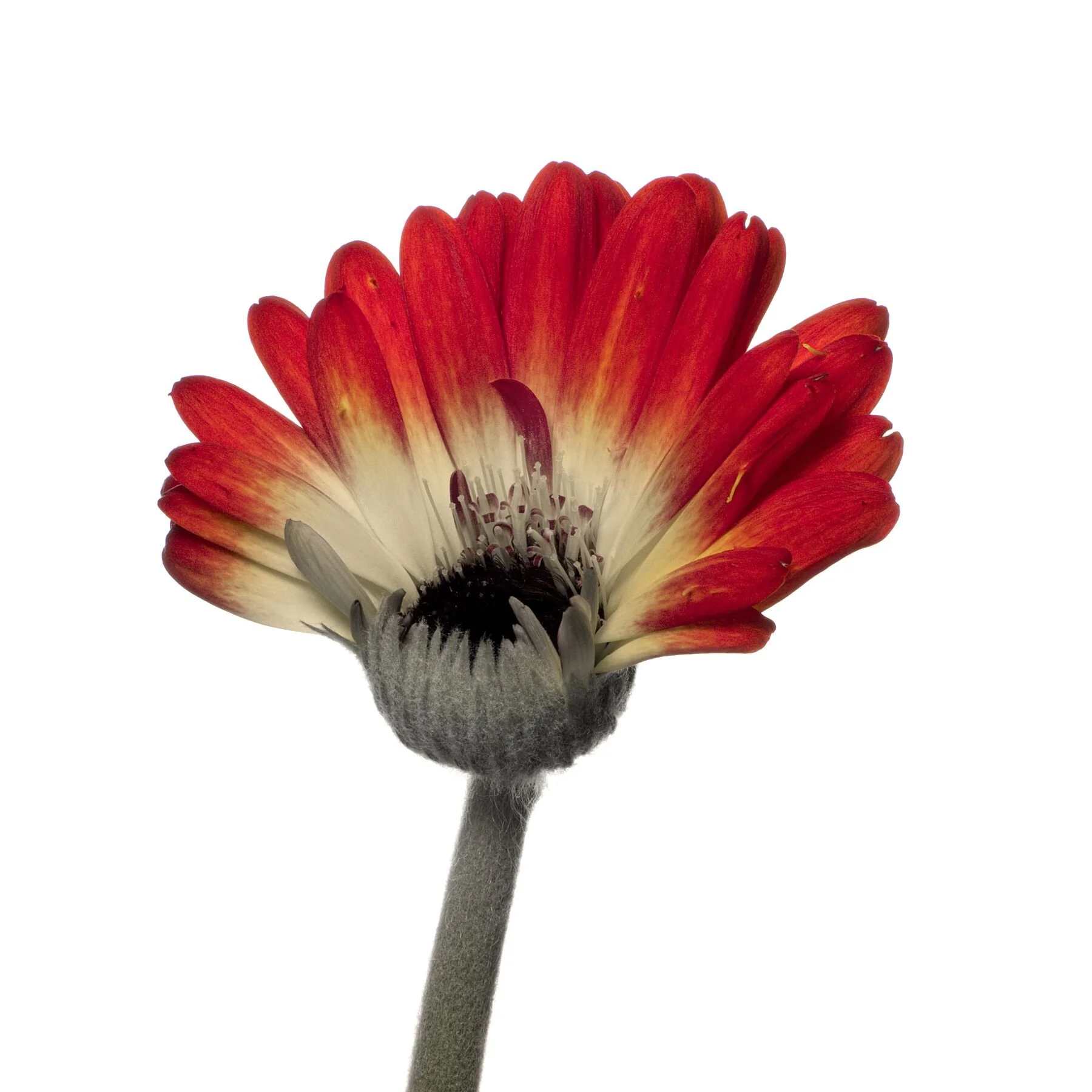 Half Gerbera 2