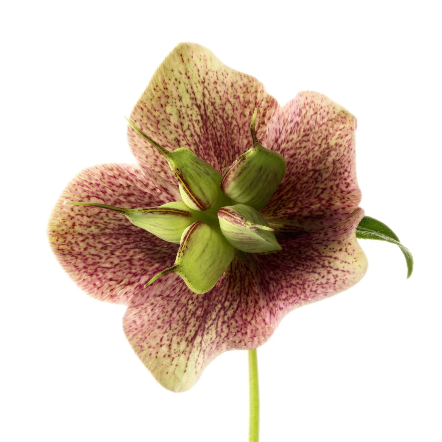 Hellebore on White