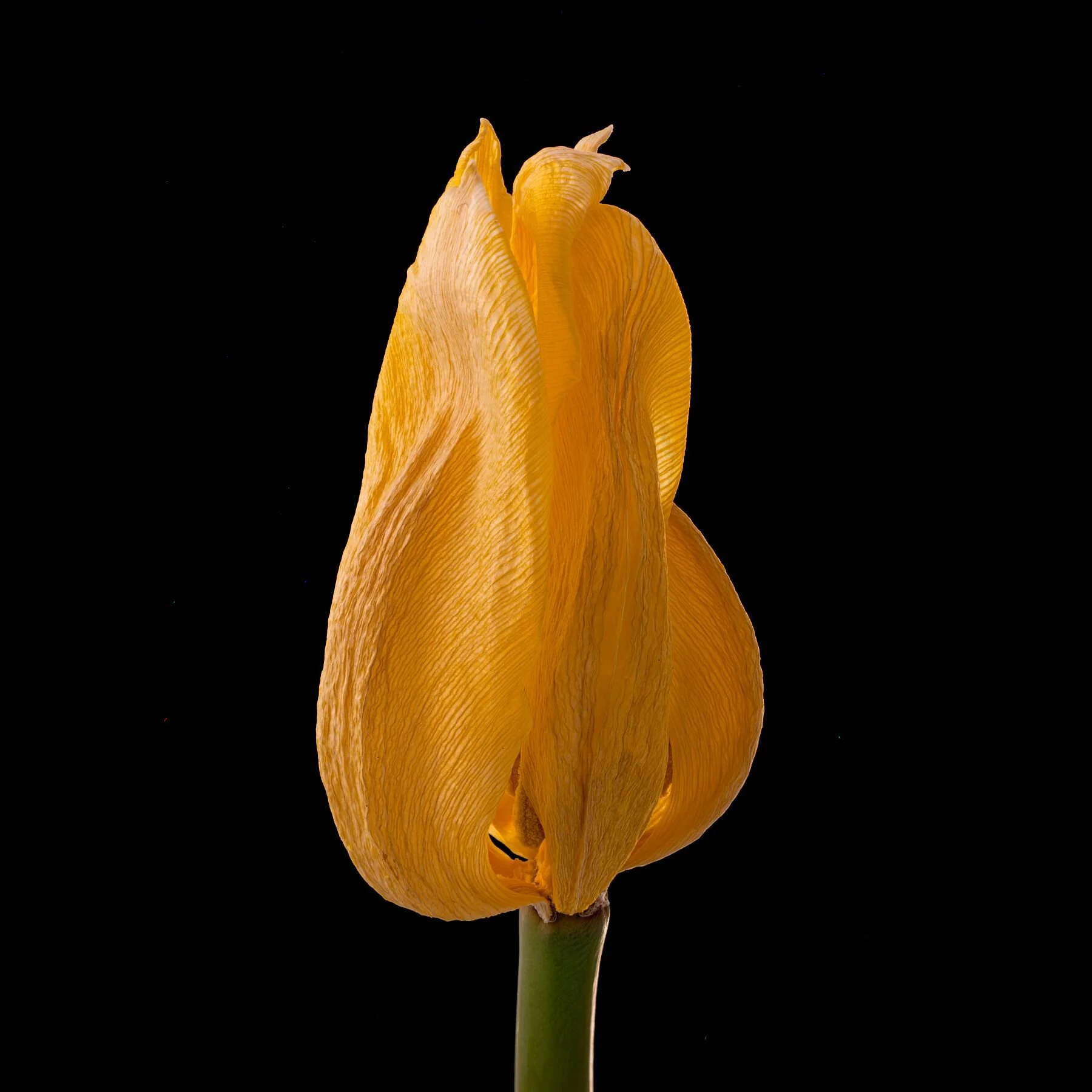 Flaming Orange Tulip on Black
