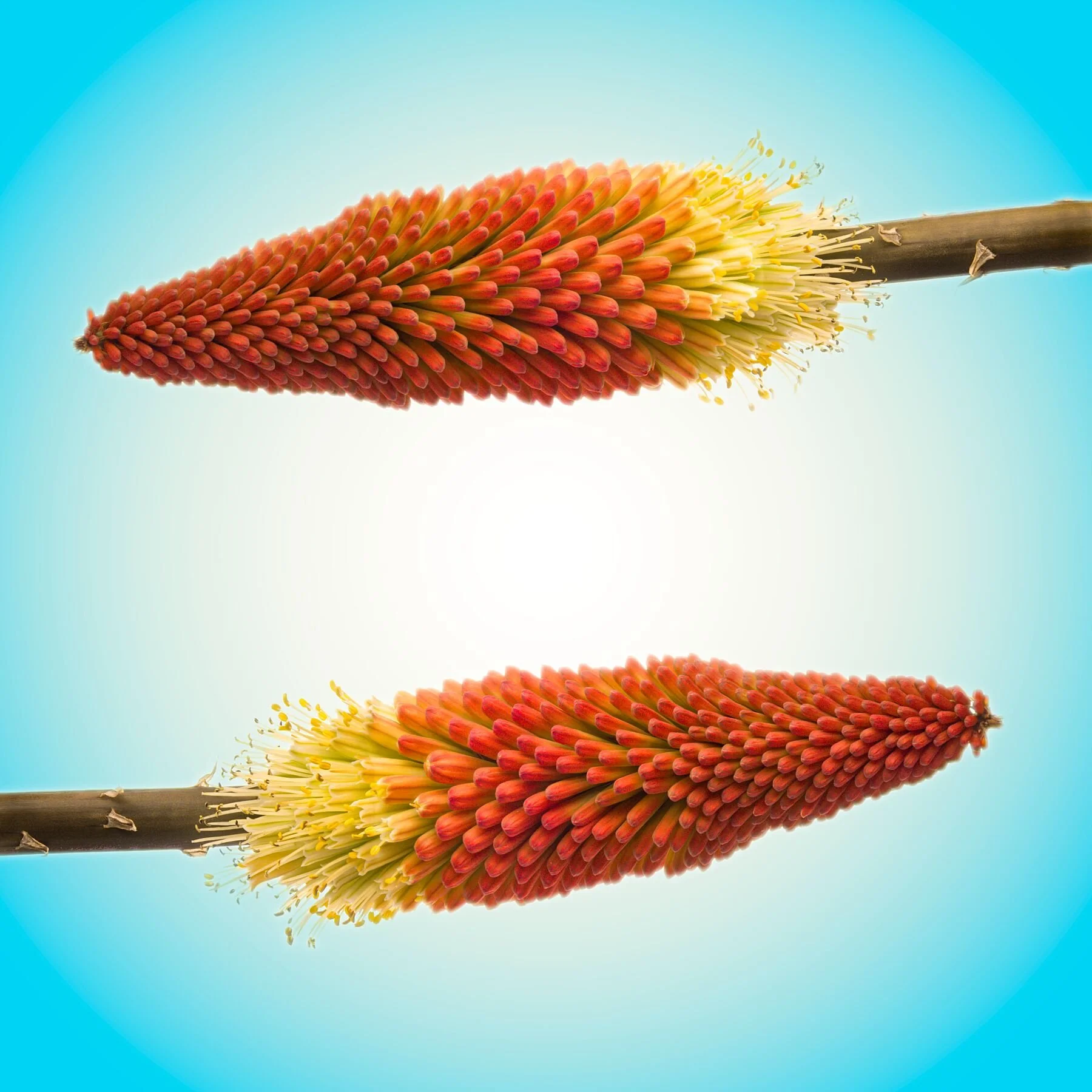 two Kniphofia