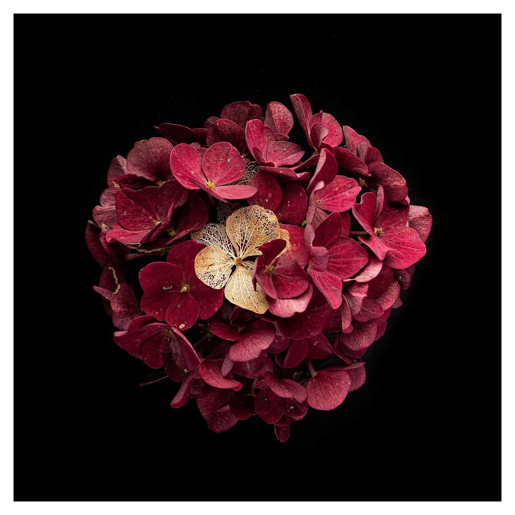 Red Hydrangea on Black