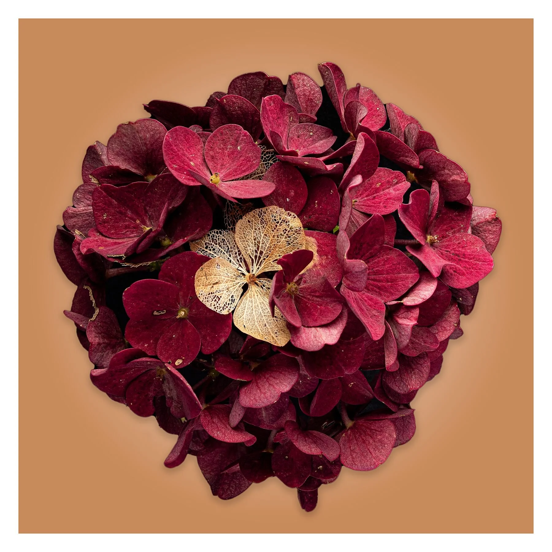 Red Hydrangea on Sand