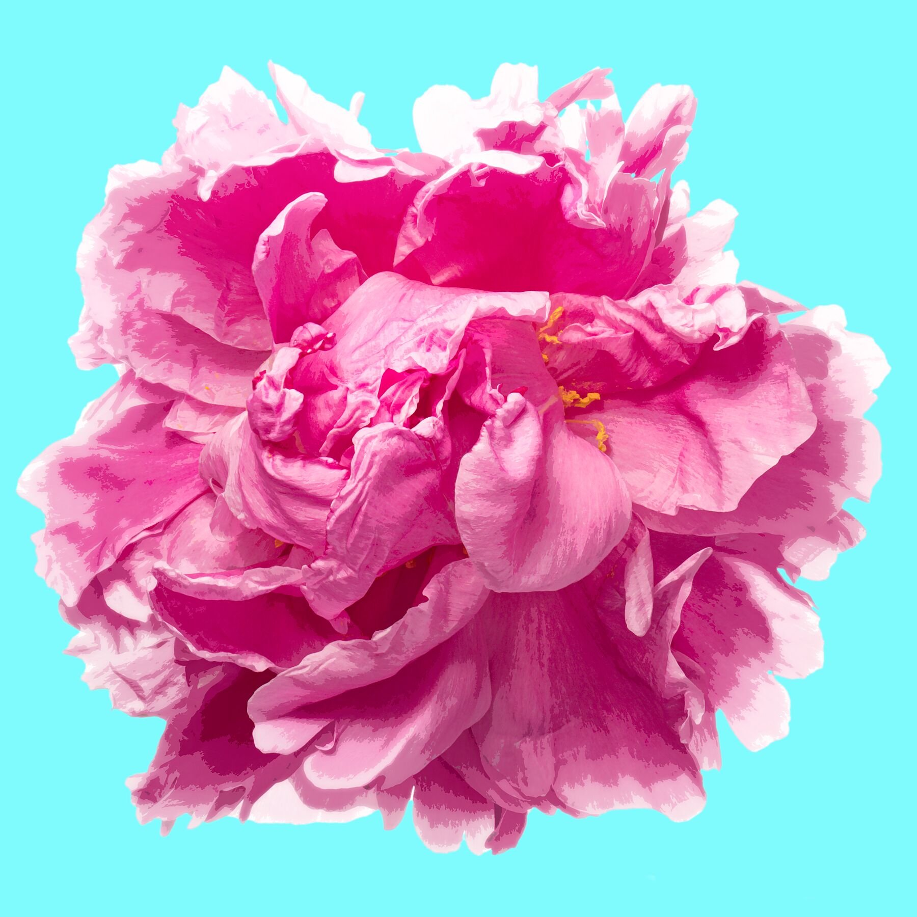 Open Peony on Blue