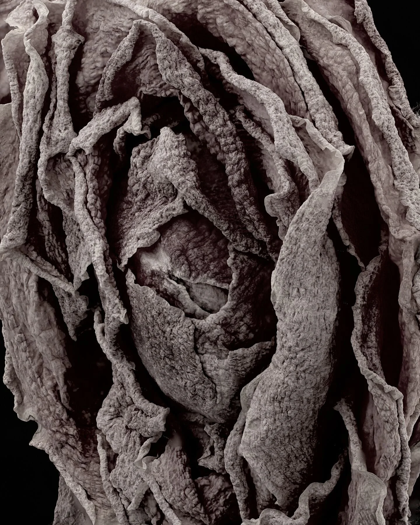 Dried Rose Monochrome