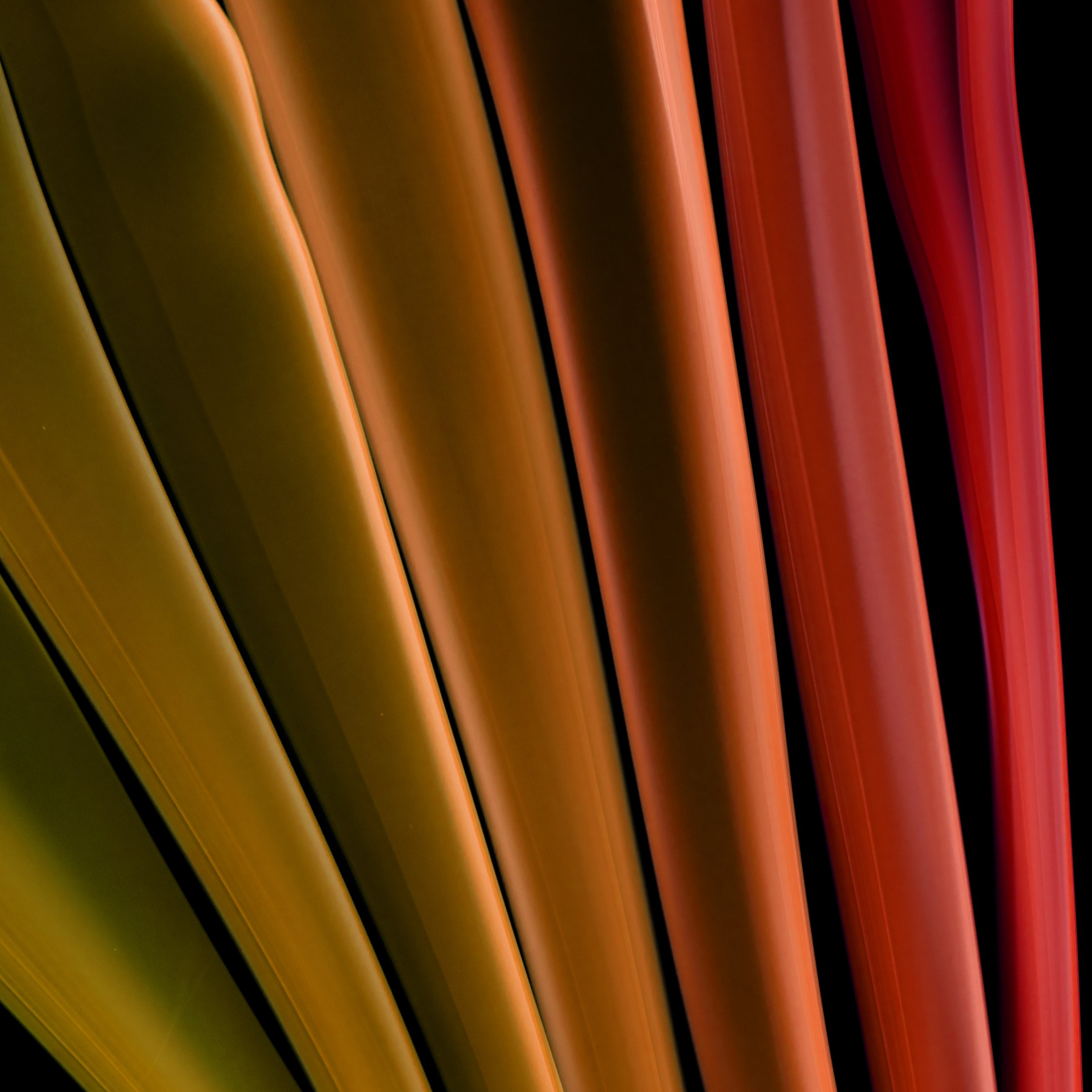 Transient 7