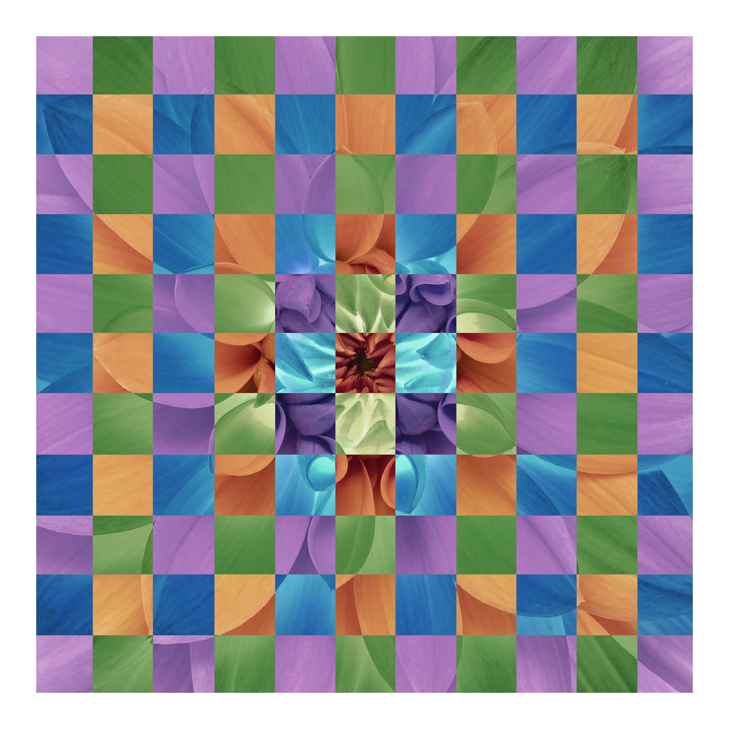 Checker Board Dahlia