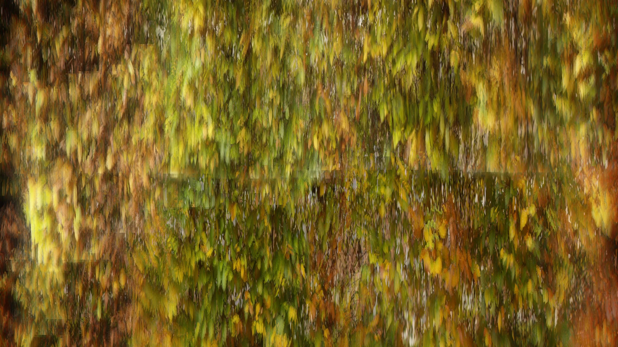 Beech Hedge