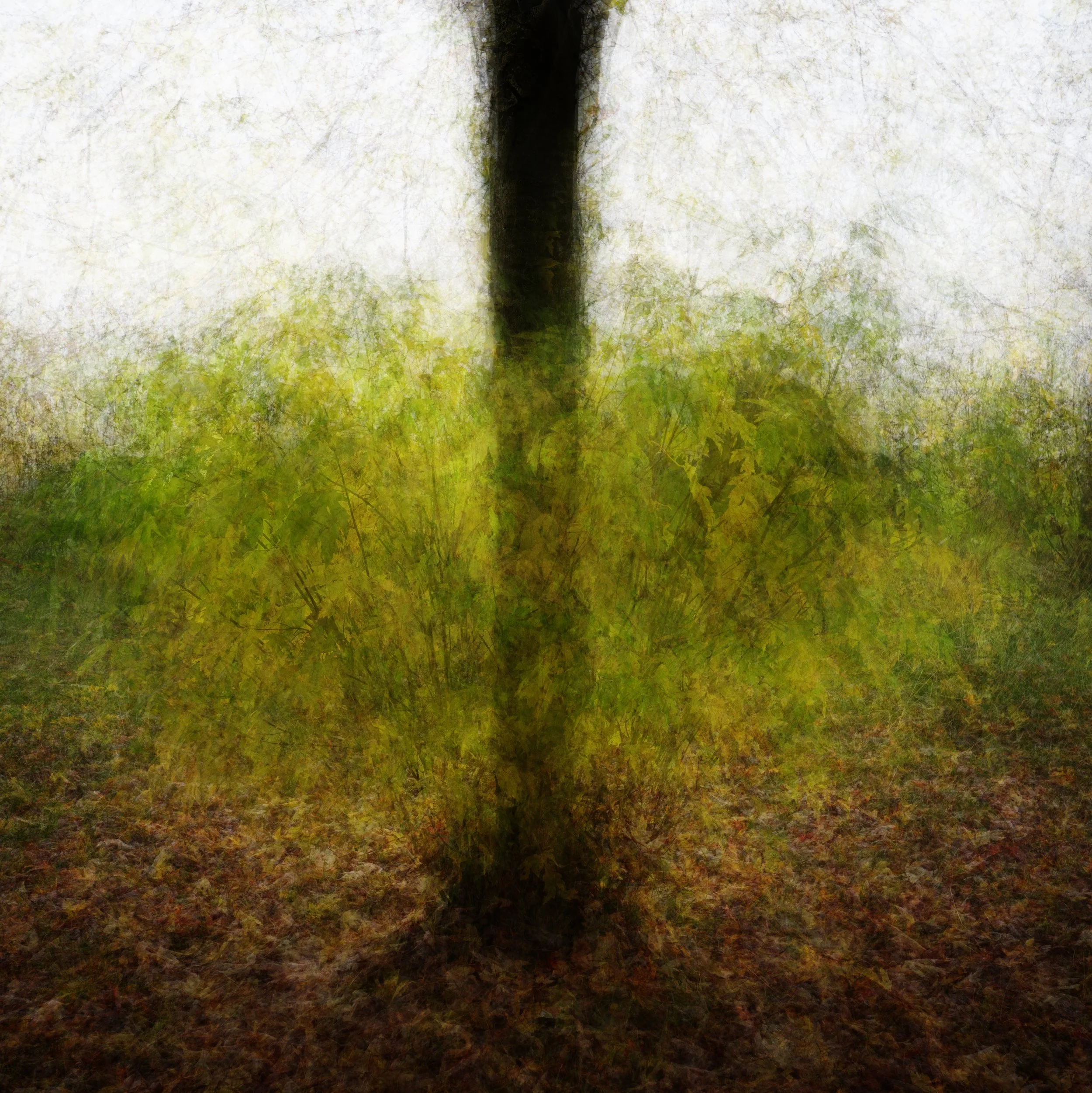 Autumn Leaves with Tree