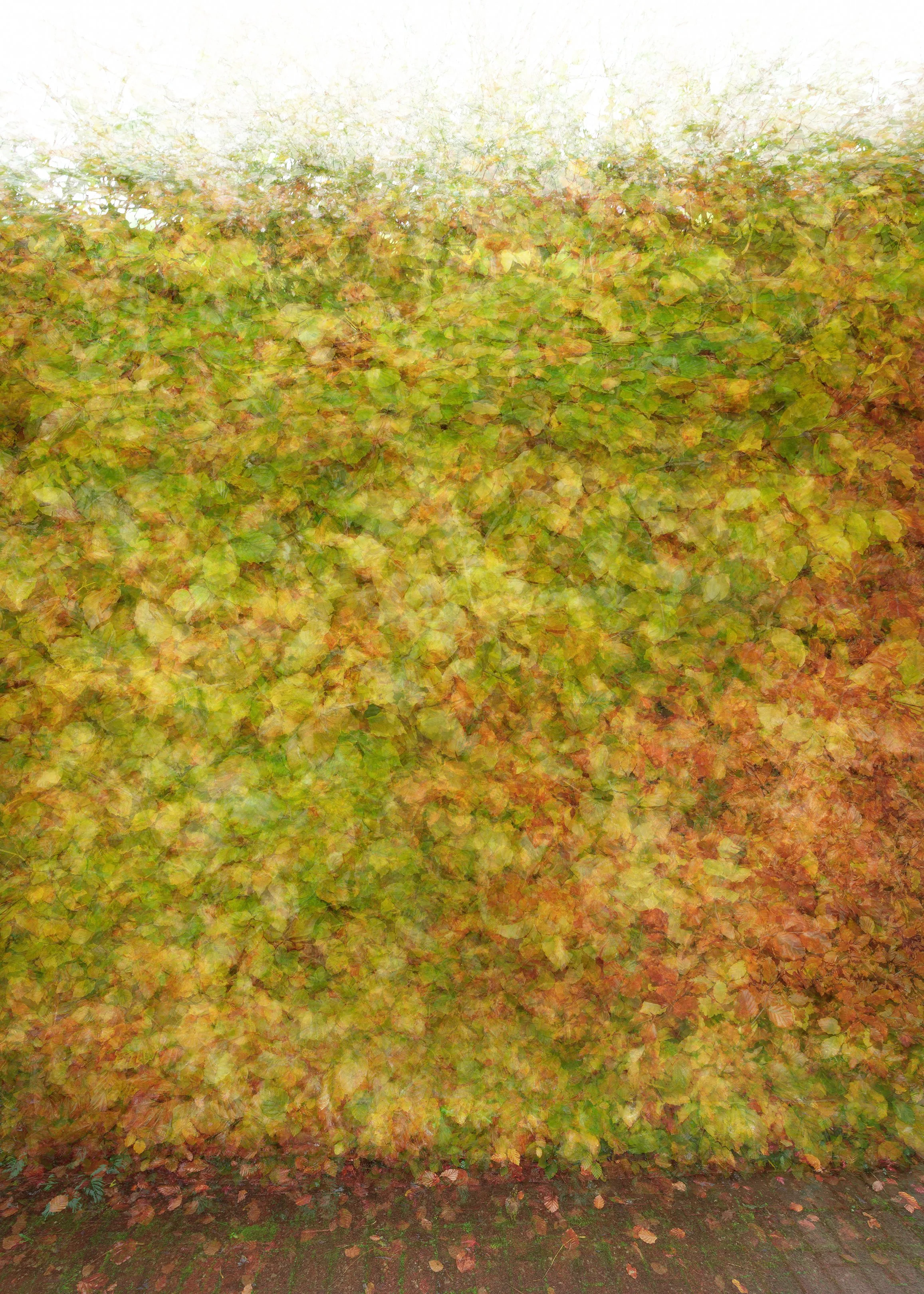 Autumn Hedge