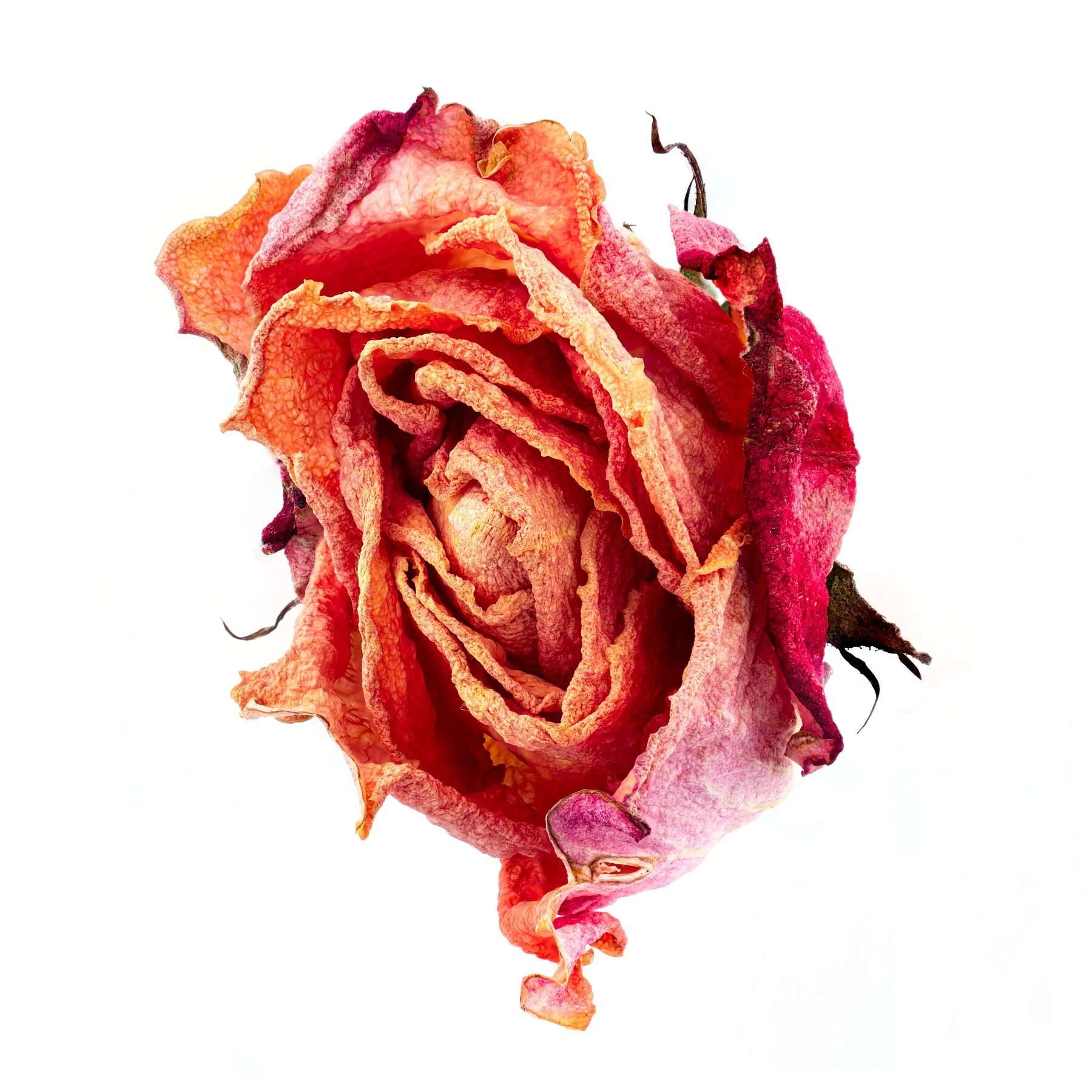 Dried Orange and Purple Rose