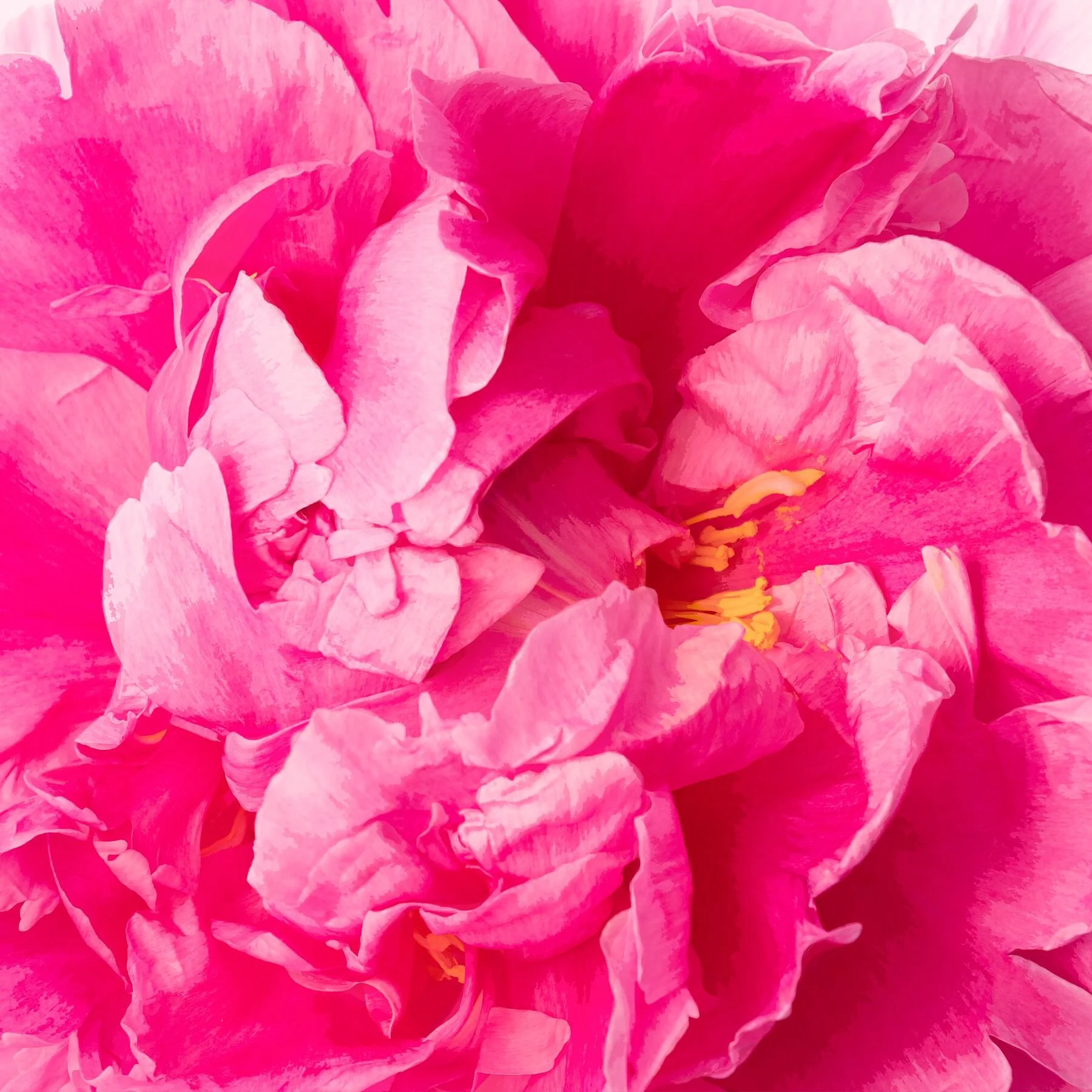 Peony Close up