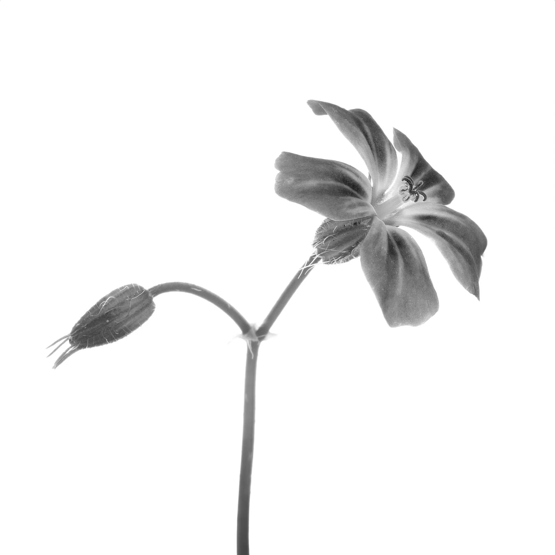 Monochrome Herb Robert
