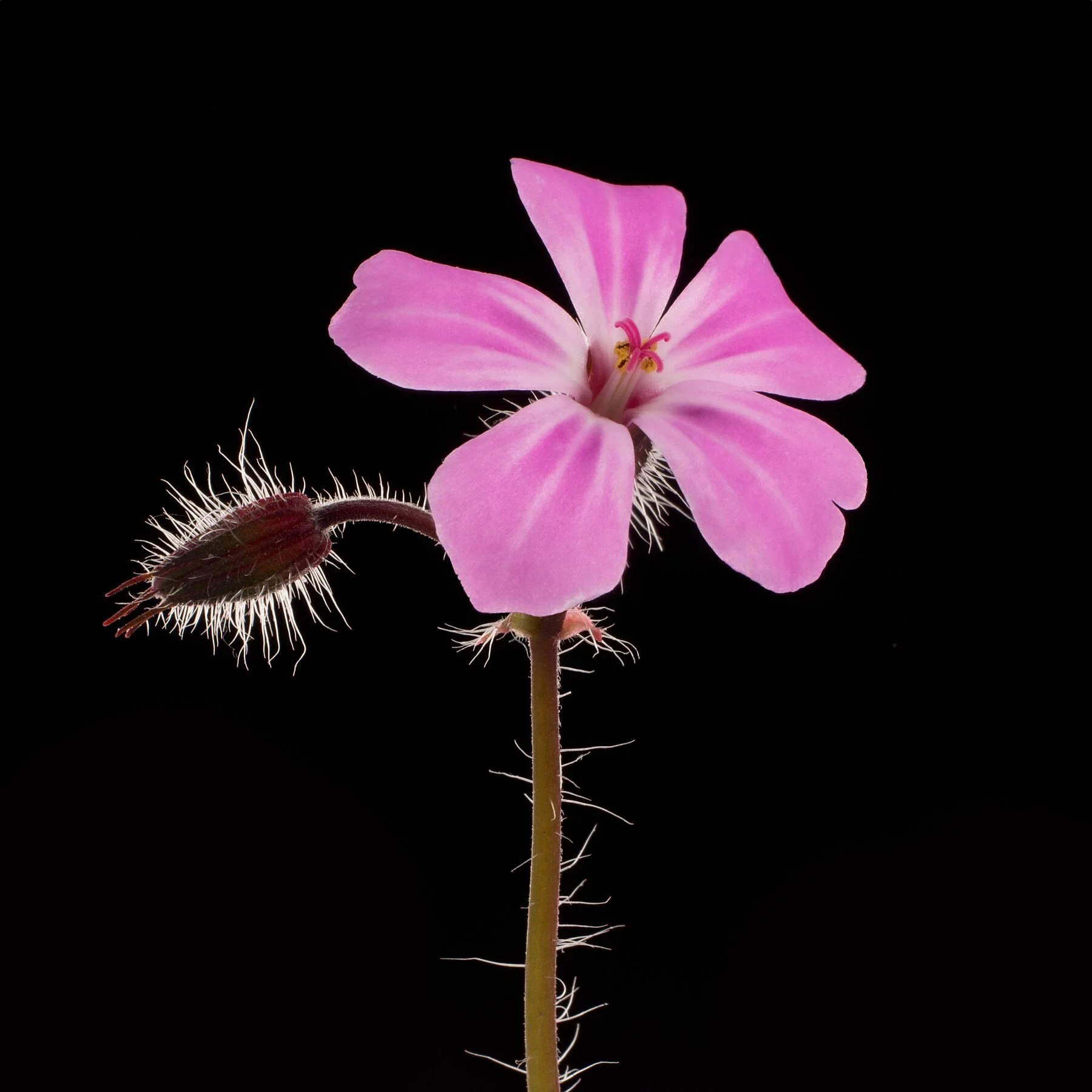 Herb Robert on Black