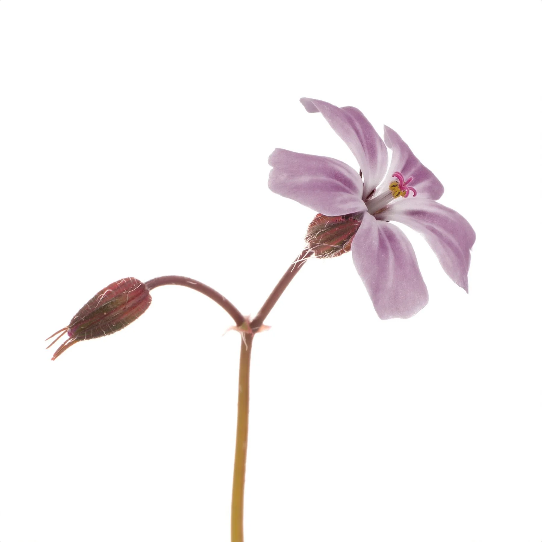 Herb Robert on white