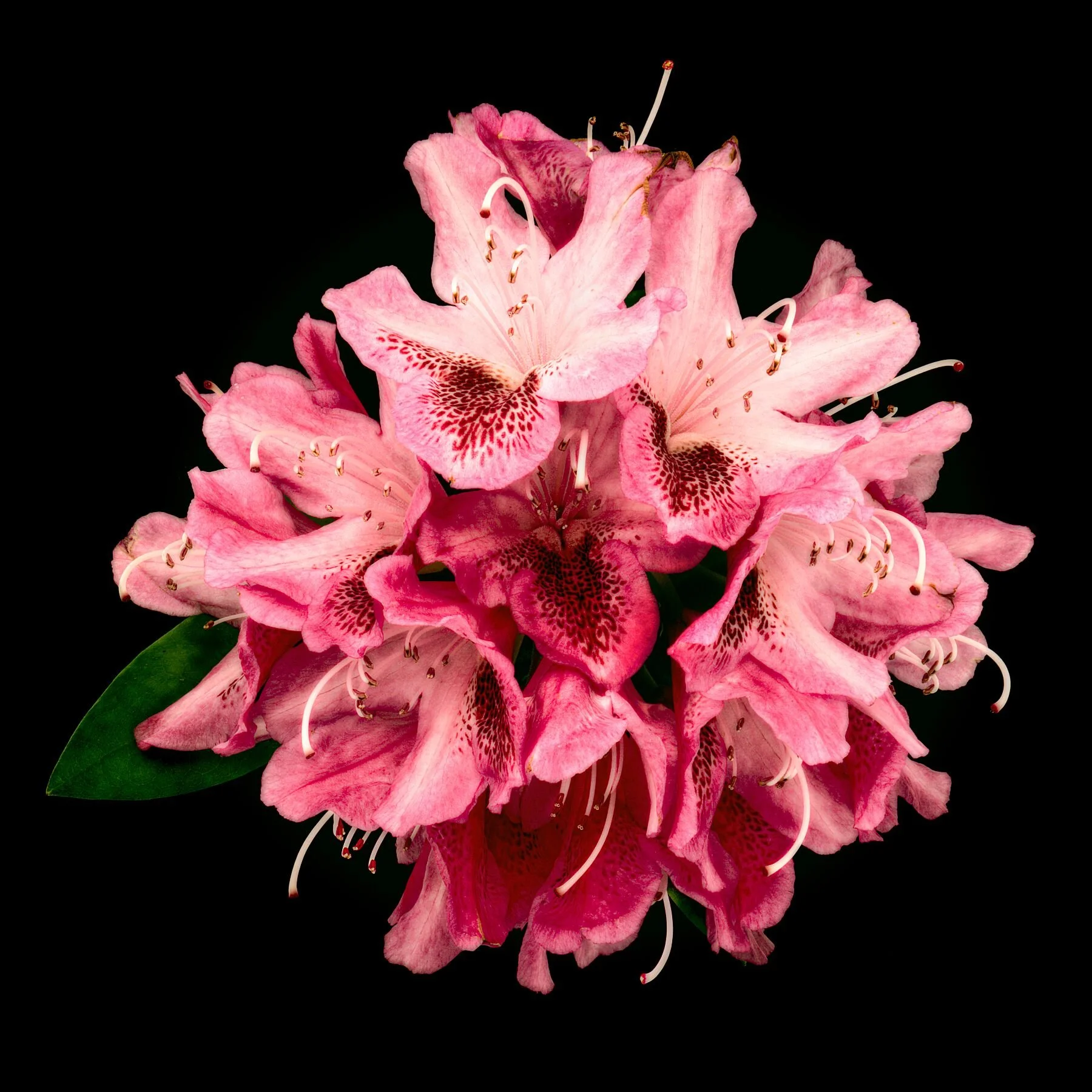 Pink Rhododendron on Black