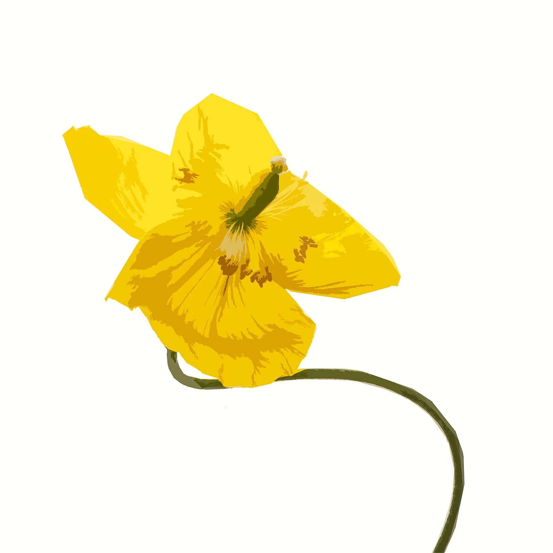 Yellow Poppy