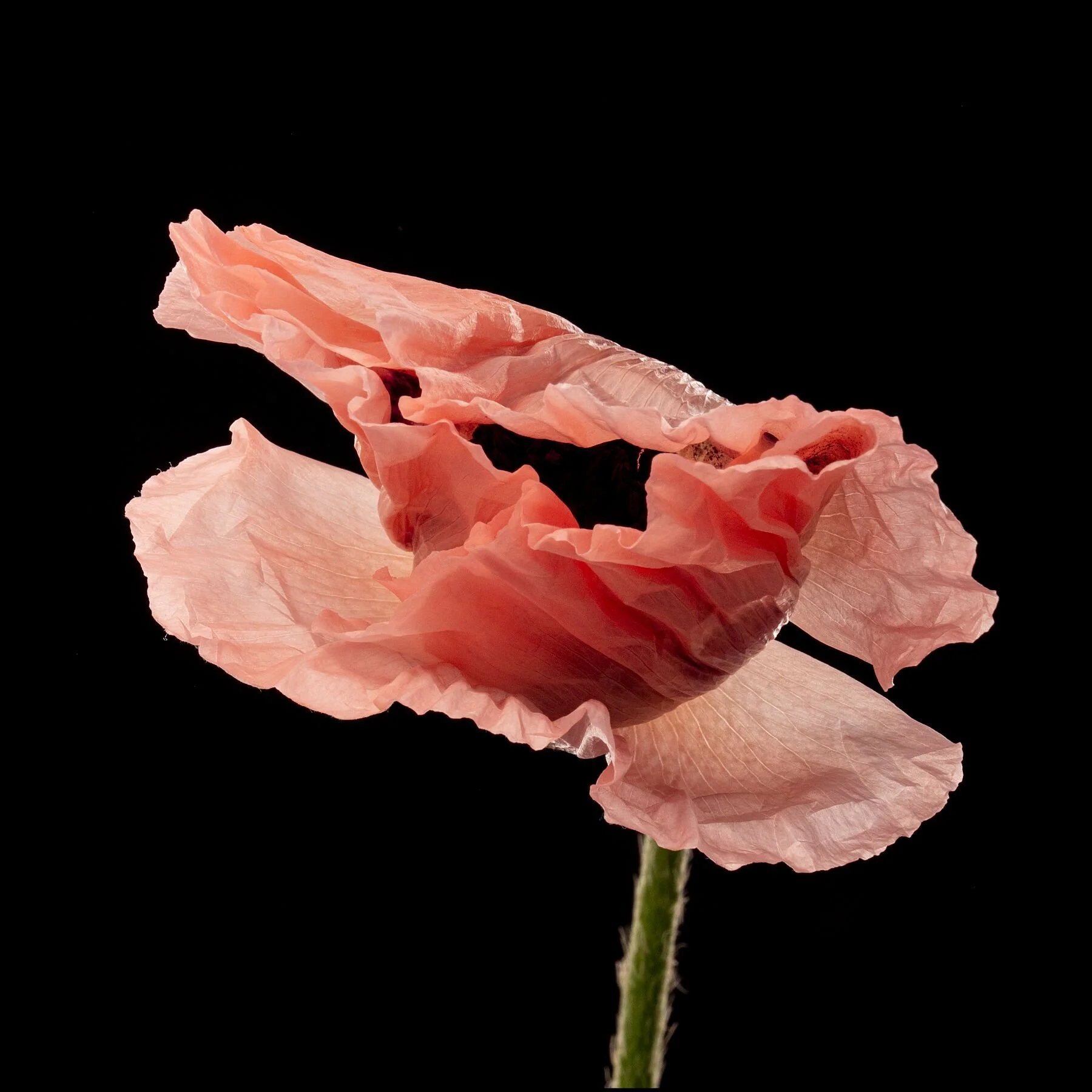 Poppy 5