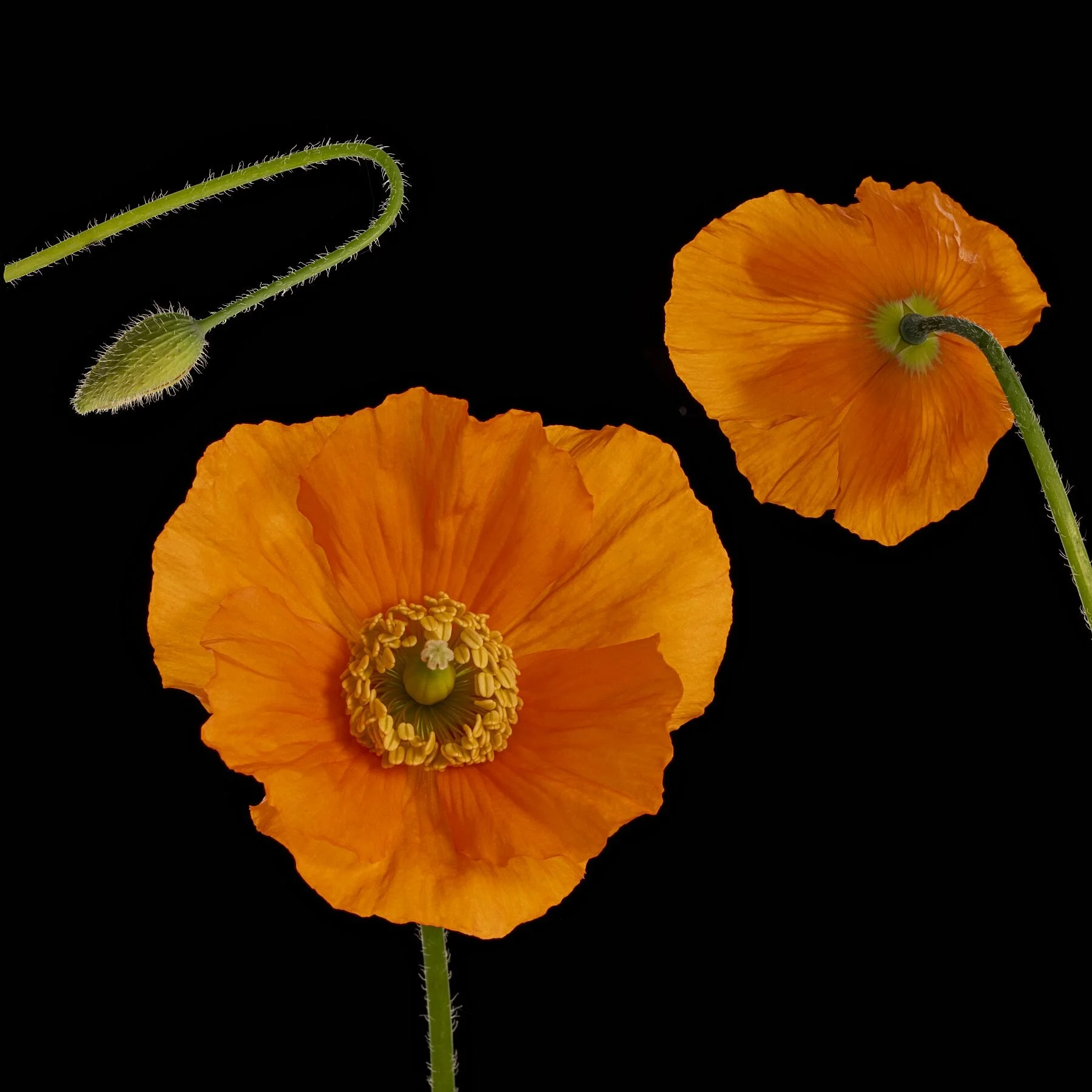 Poppy Group on Black