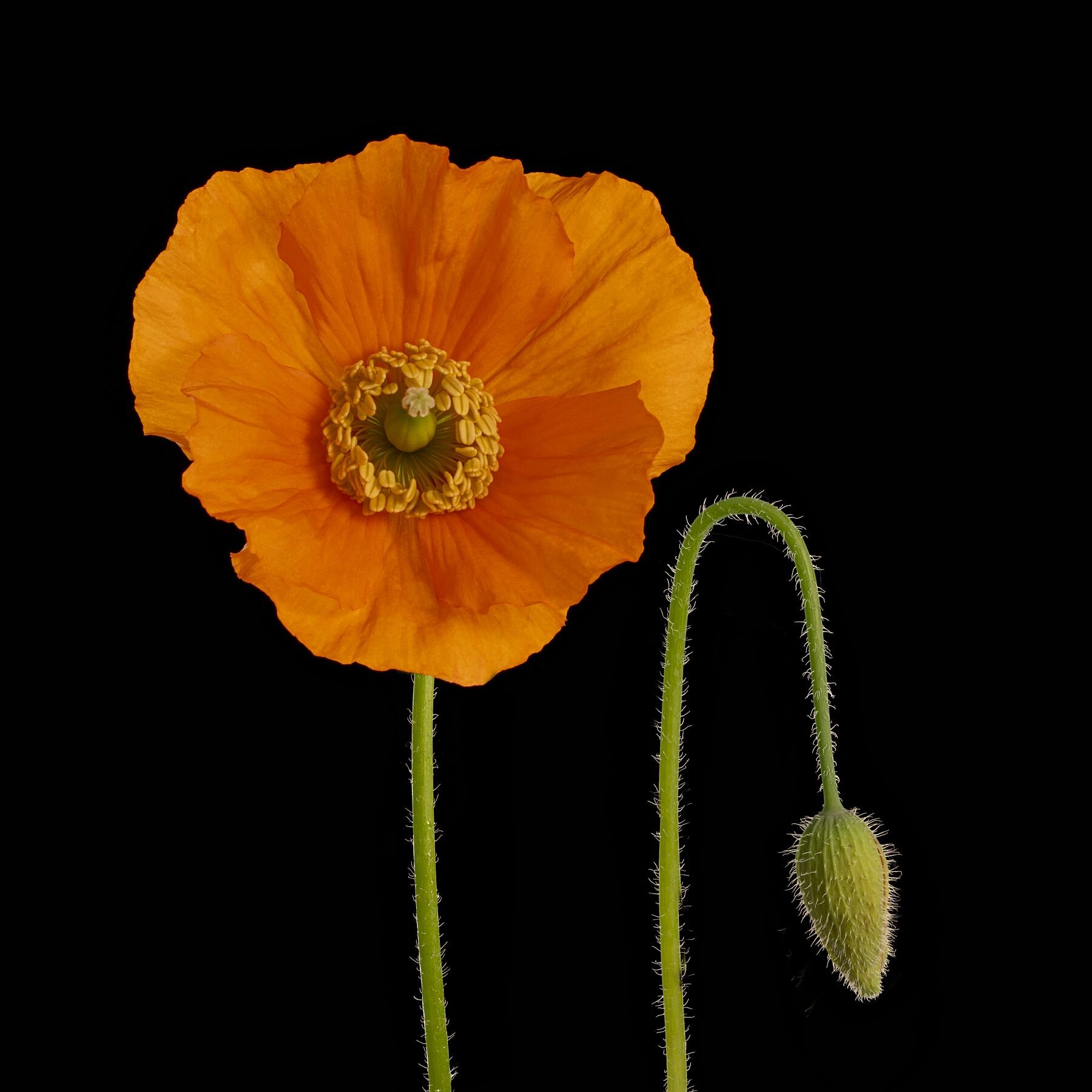 Poppy pair on Black