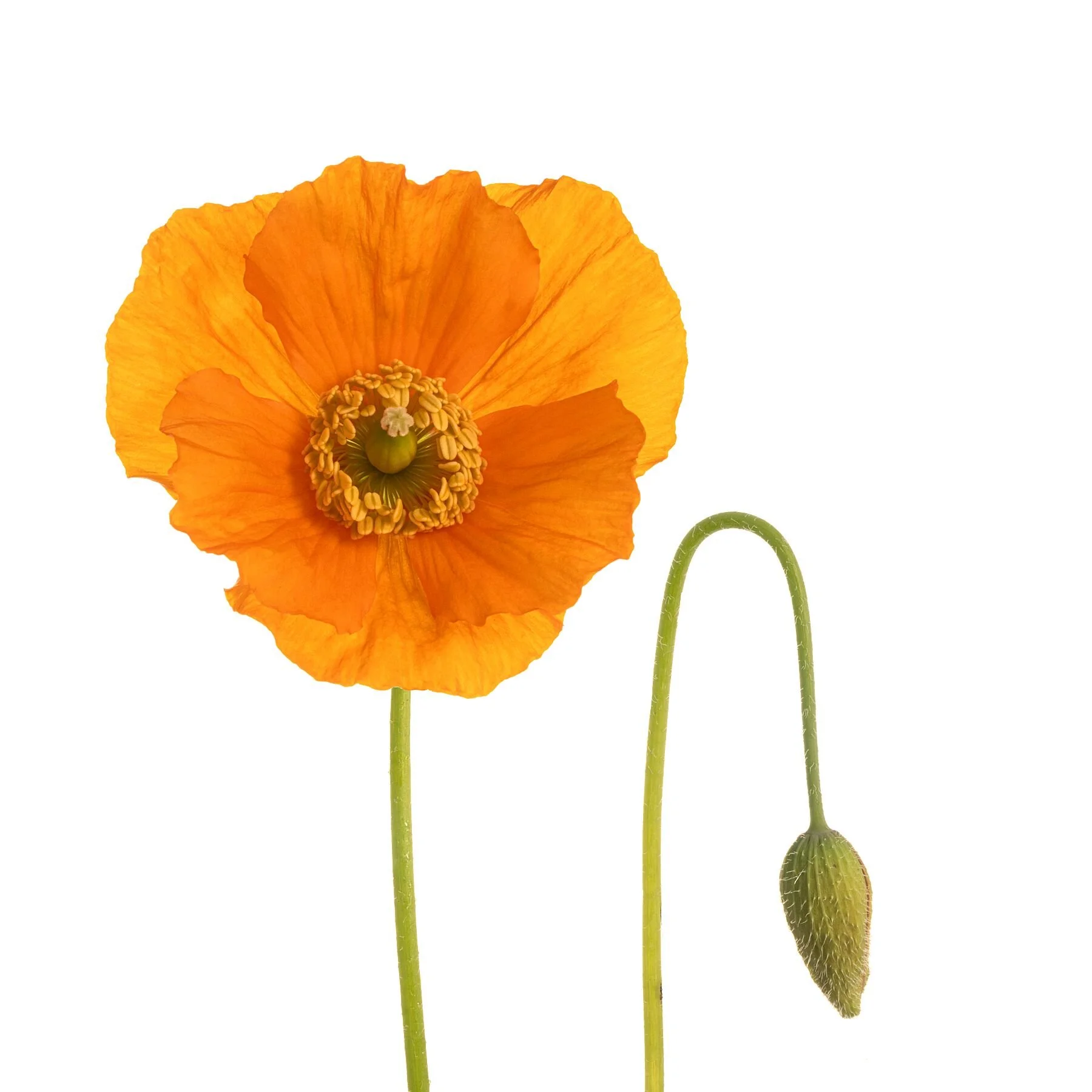 Orange Poppy pair on White