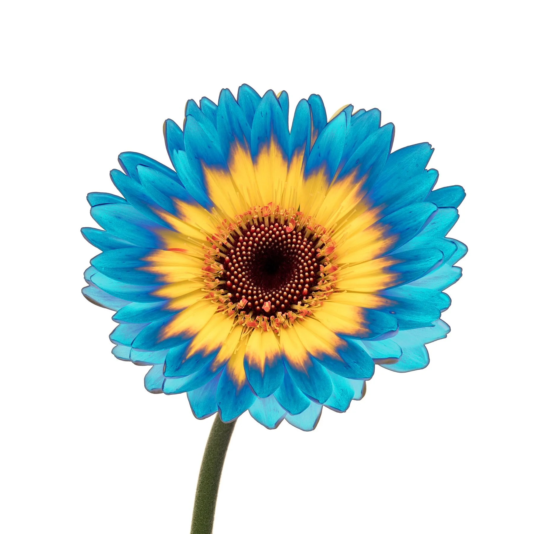 Psychedelic Gerbera