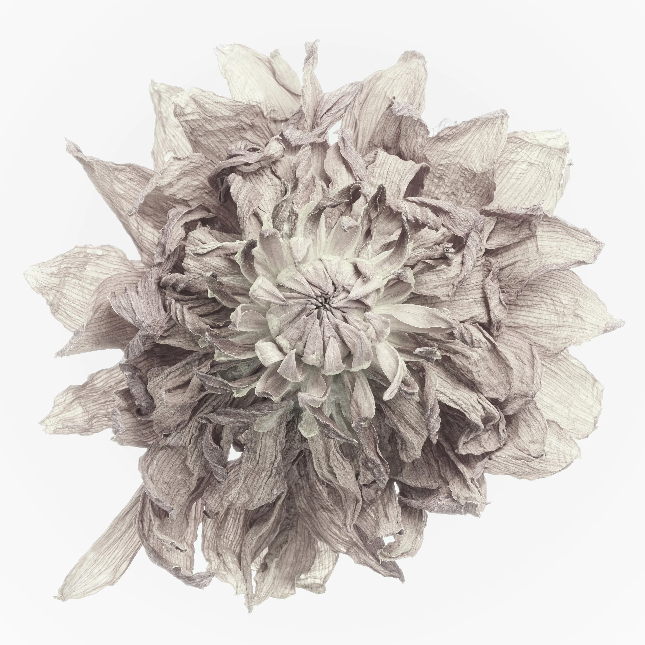 Orphelia